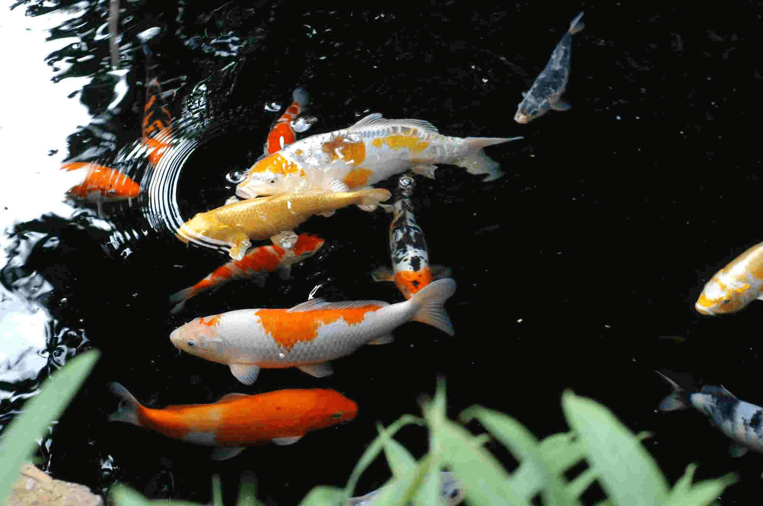 Free download Koi Fish Wallpapers 1920x1080 for your Desktop Mobile   Tablet  Explore 72 Koi Fish Background  Koi Fish Wallpapers Koi Fish  Wallpaper Koi Background
