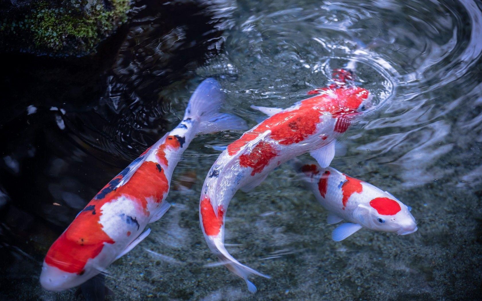 Koi Fish Photography HD Wallpaper