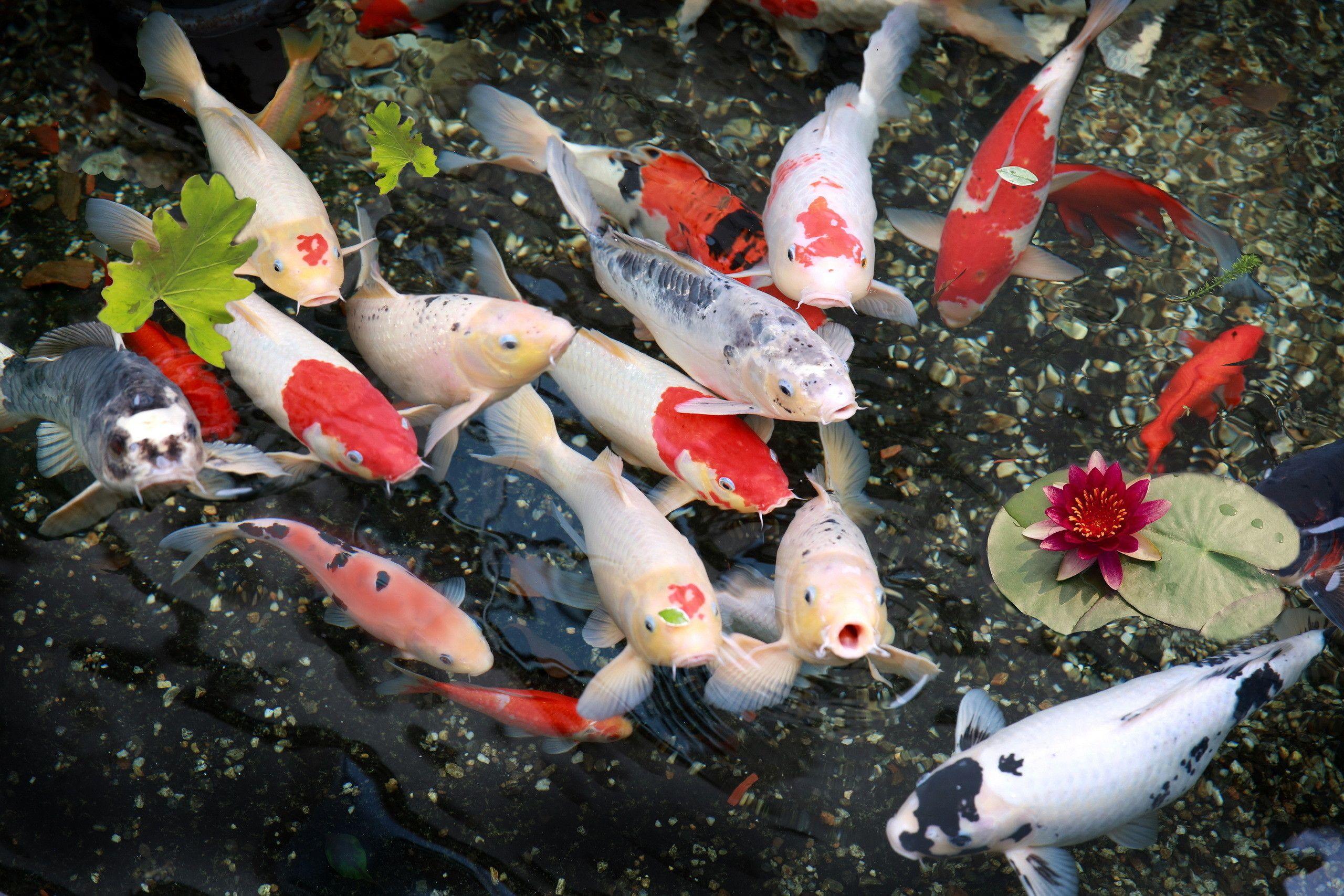 Koi Pond Wallpaper