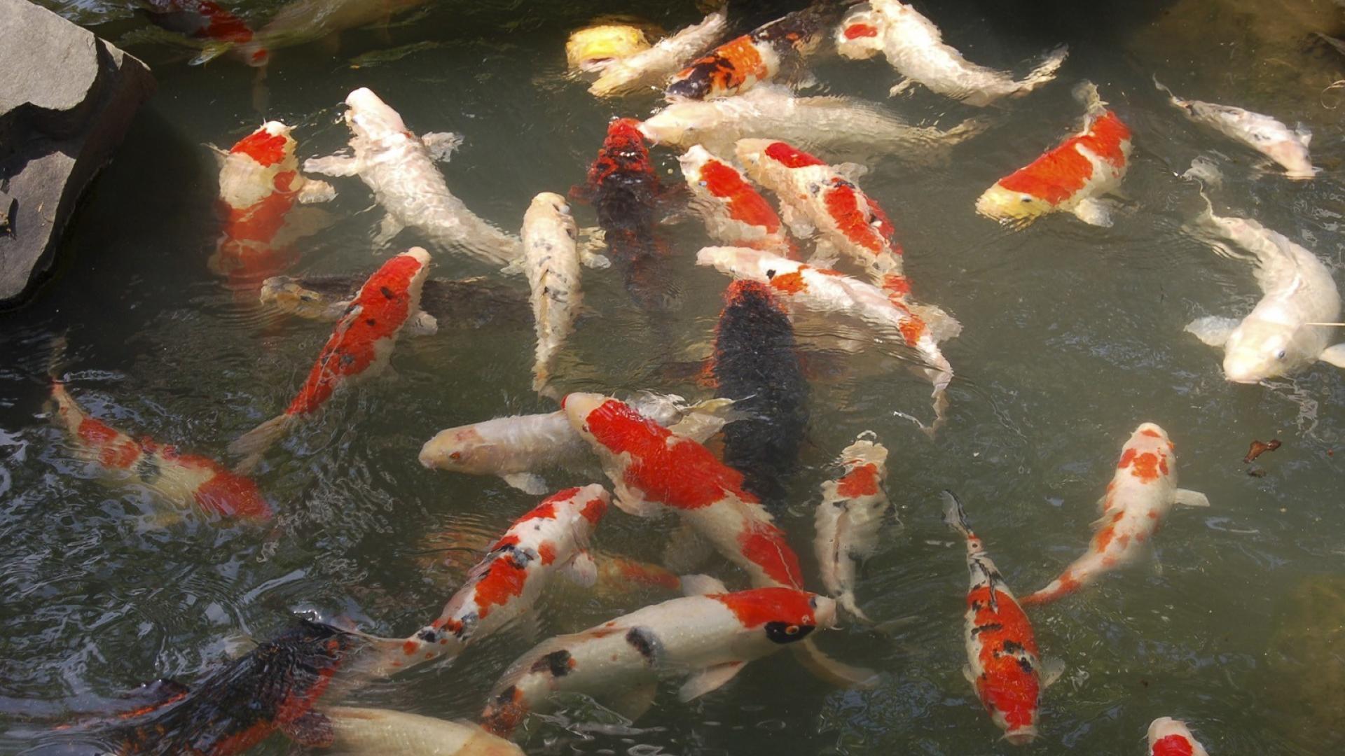 Japan animals fish goldfish koi wallpaper