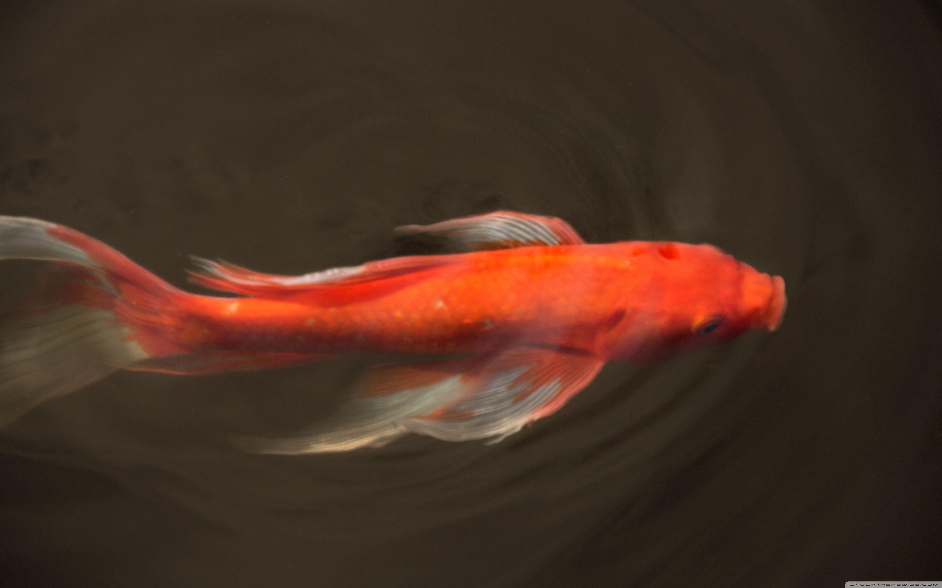 Koi Fish ❤ 4K HD Desktop Wallpaper for 4K Ultra HD TV • Dual