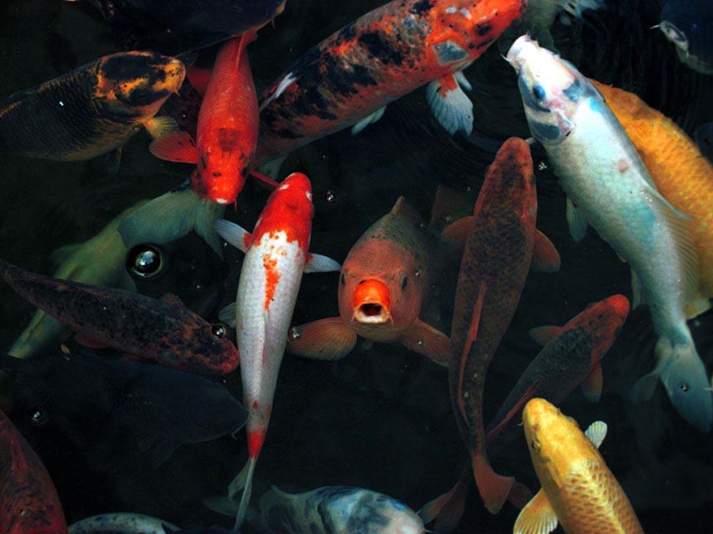 Manchester United HD Wallpaper