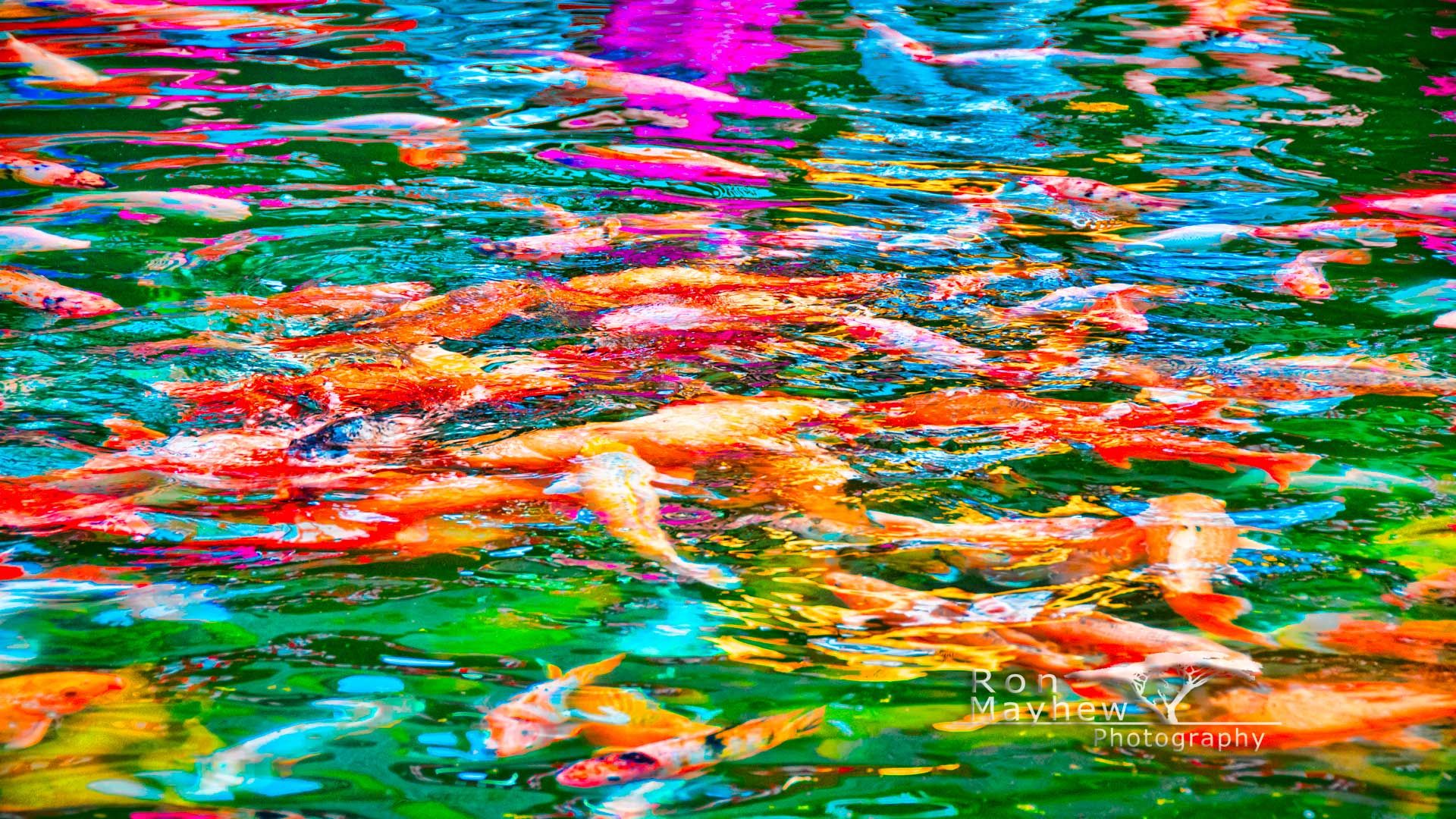 Free Background Wallpaper Bali Koi, Bali, Indonesia. Ron Mayhew