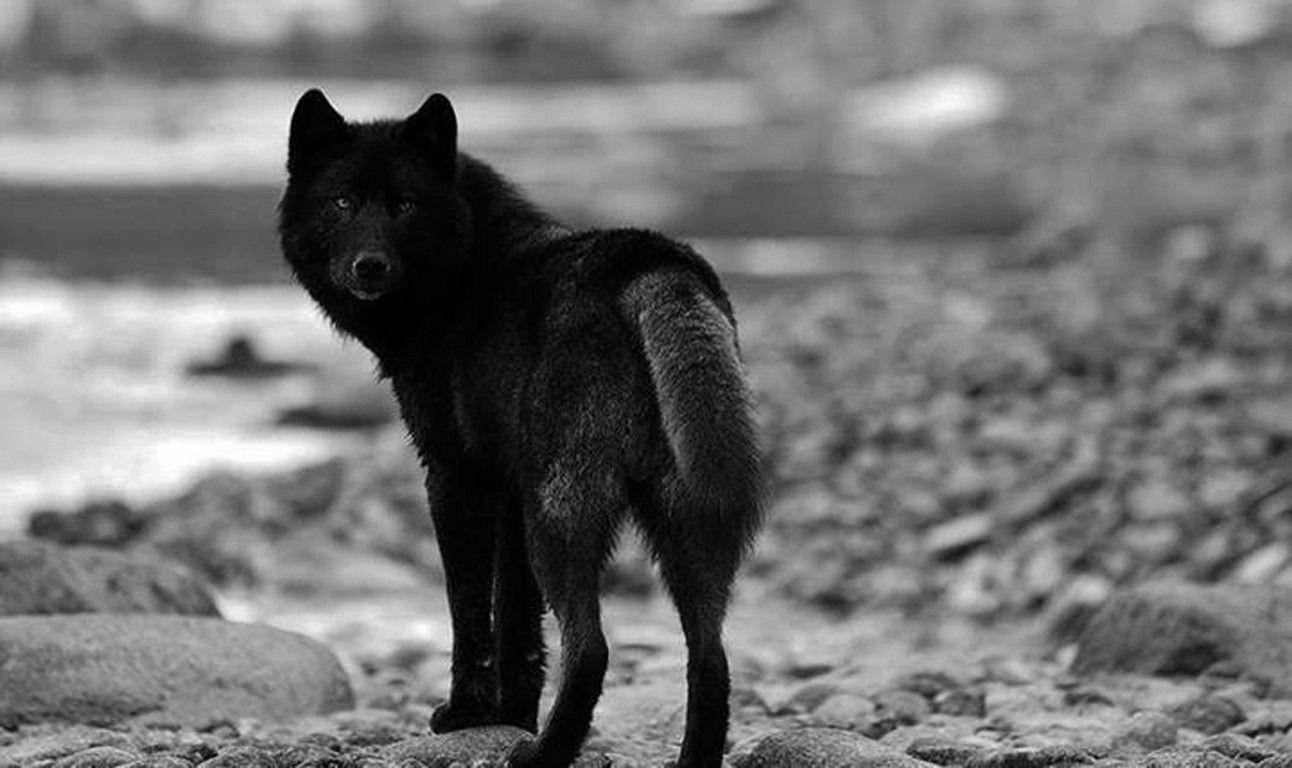 Other Black Wolf Art White Wisdom Timber Howling Saying