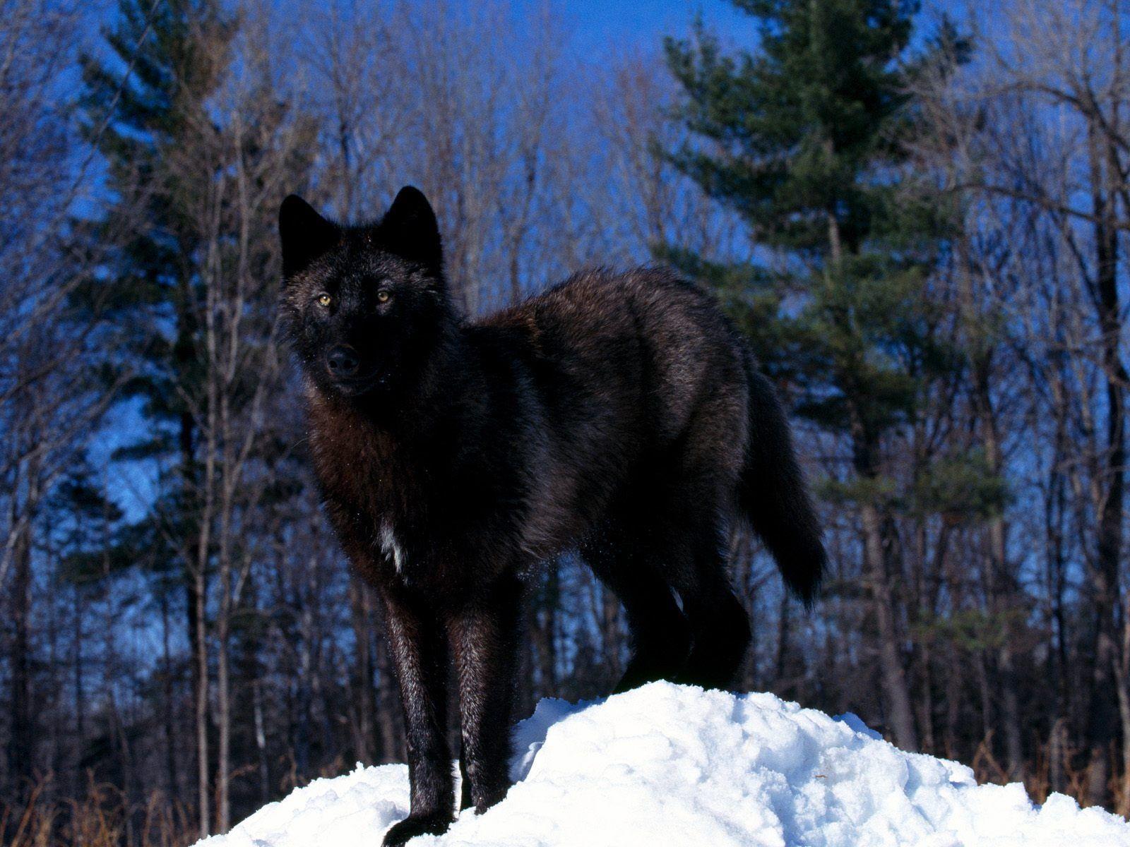 Black Wolf in Snow Wallpaper Wolves Animals Wallpaper in jpg format