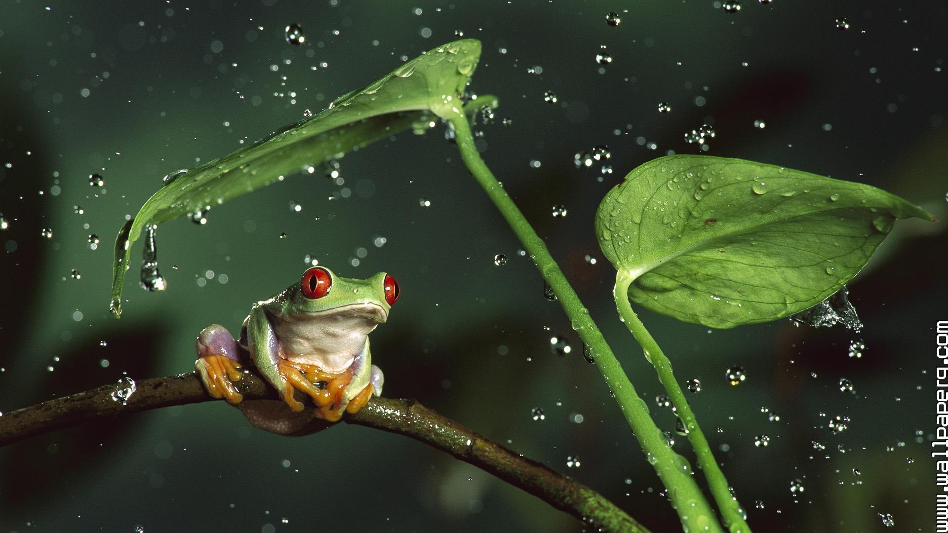 Download HD frog in rain monsoon image for your mobile cell phone