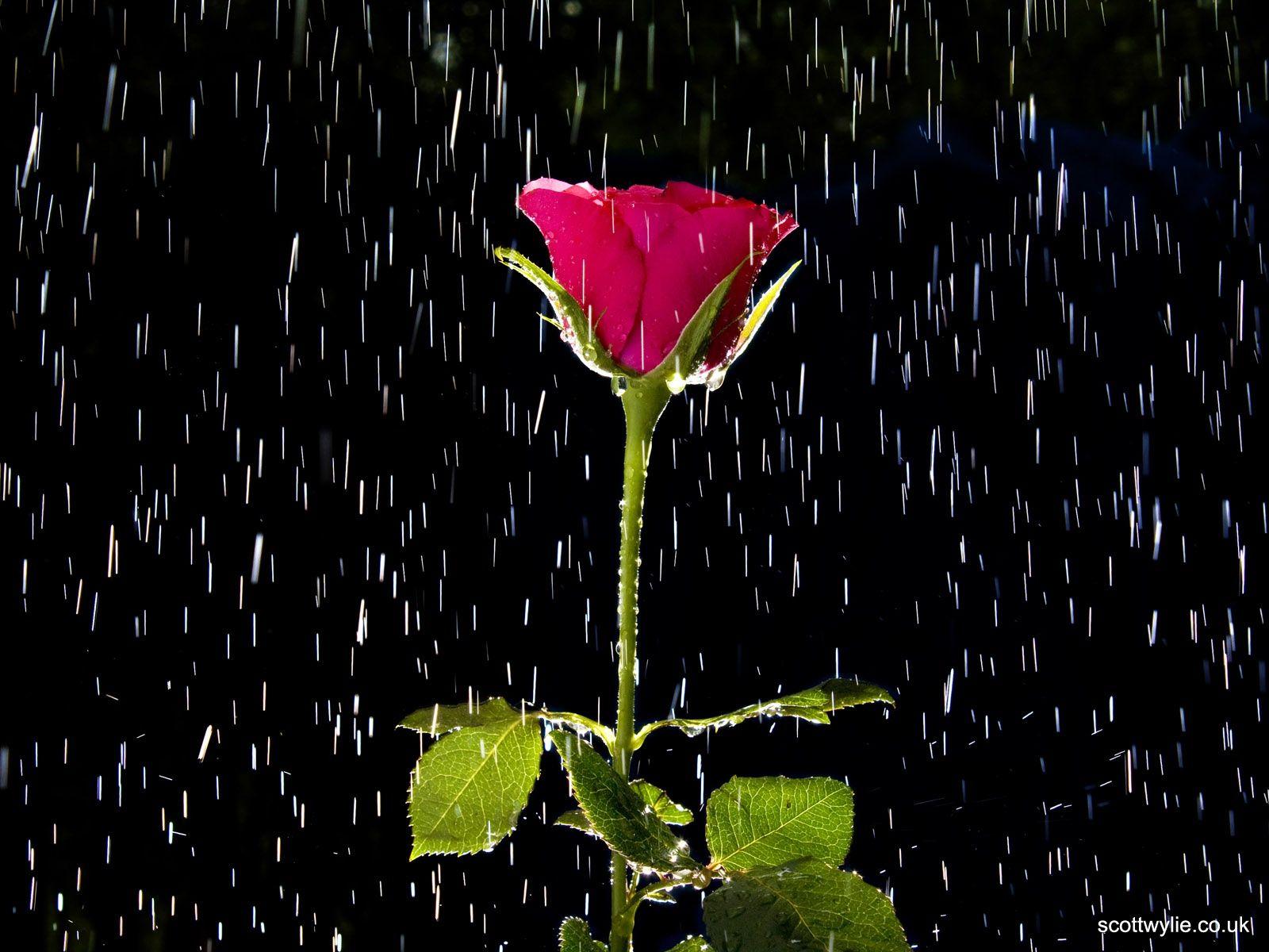 Raining Picture Wallpaper