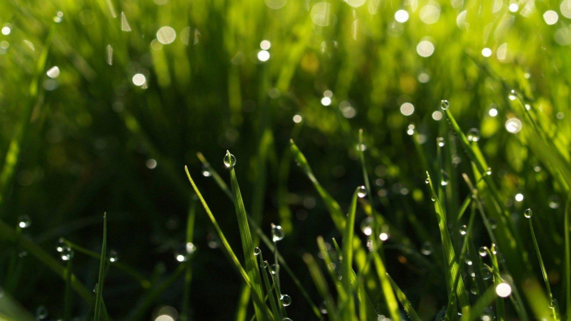 Beautiful Rain Drops on Green Grass