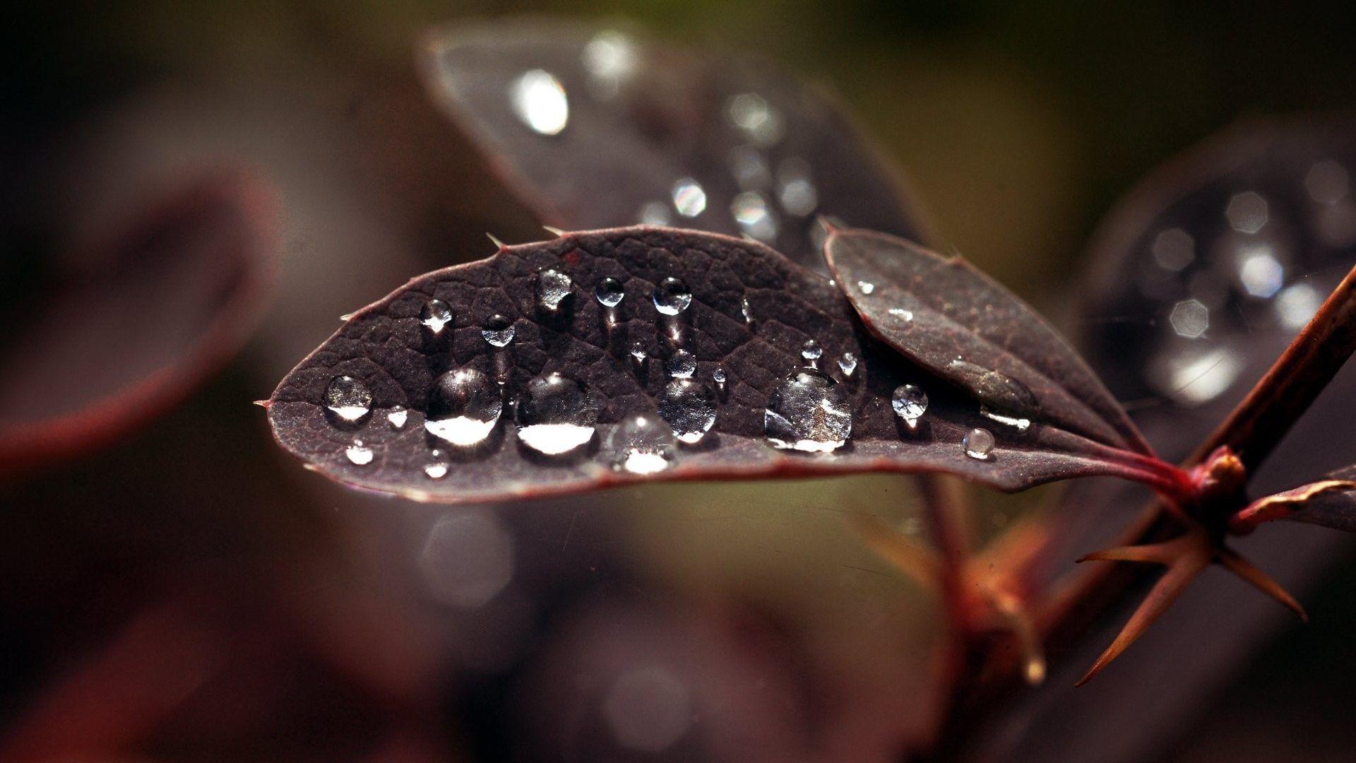 Drops: Macro Drops Dew Leaf Wallpaper Nature Quotes for HD 16:9 High
