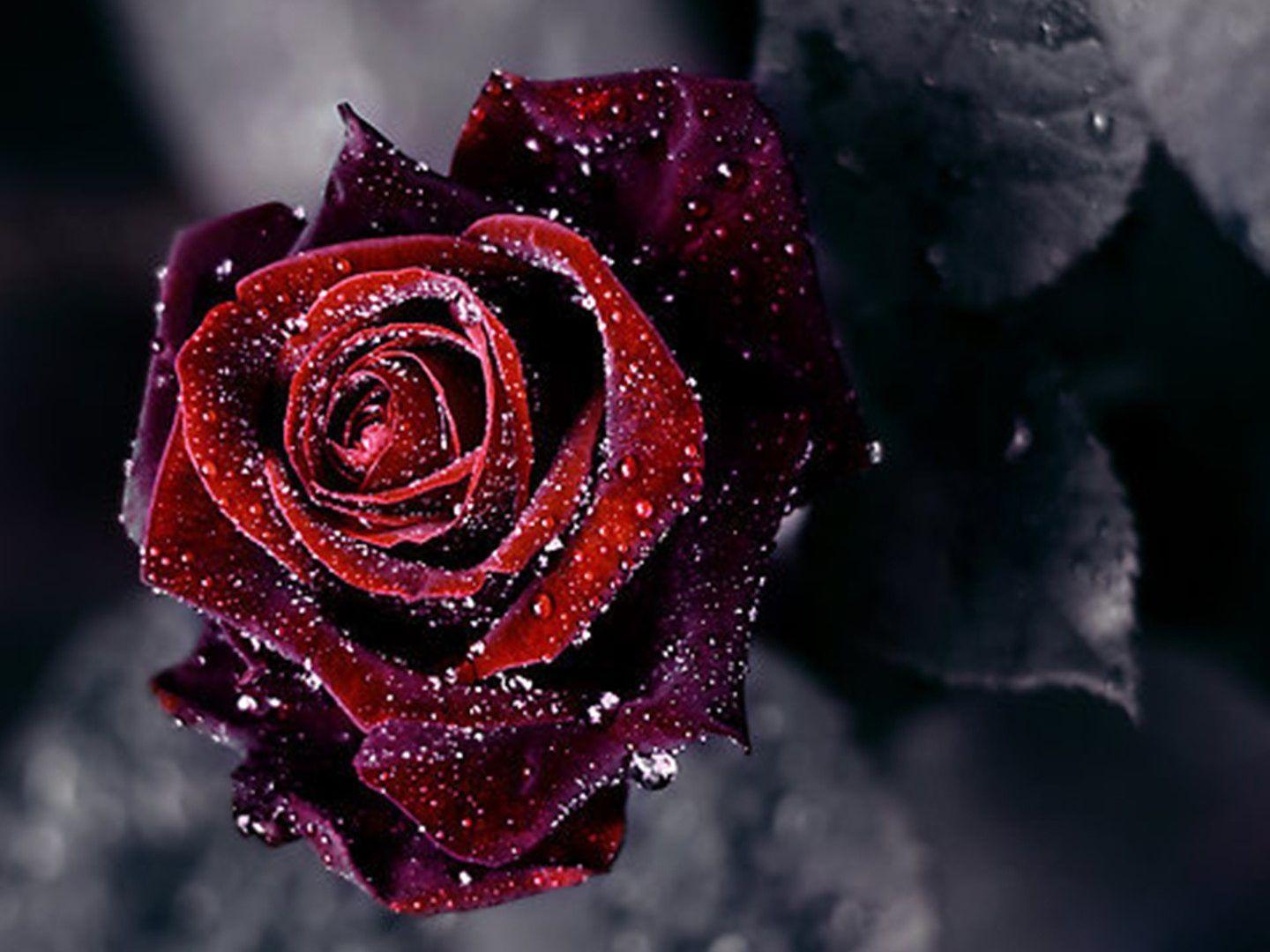 Droplets Tag wallpaper: Nature Raindrops Droplets Dew Flower Rose