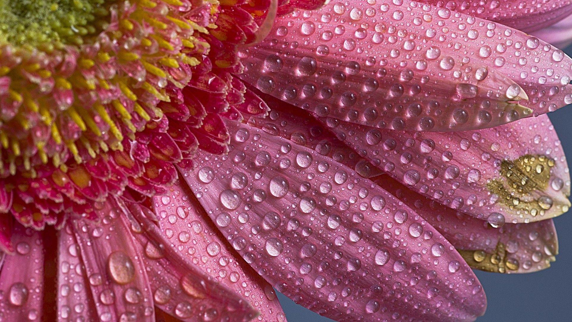 image Of Flowers With Raindrops Many HD Wallpaper