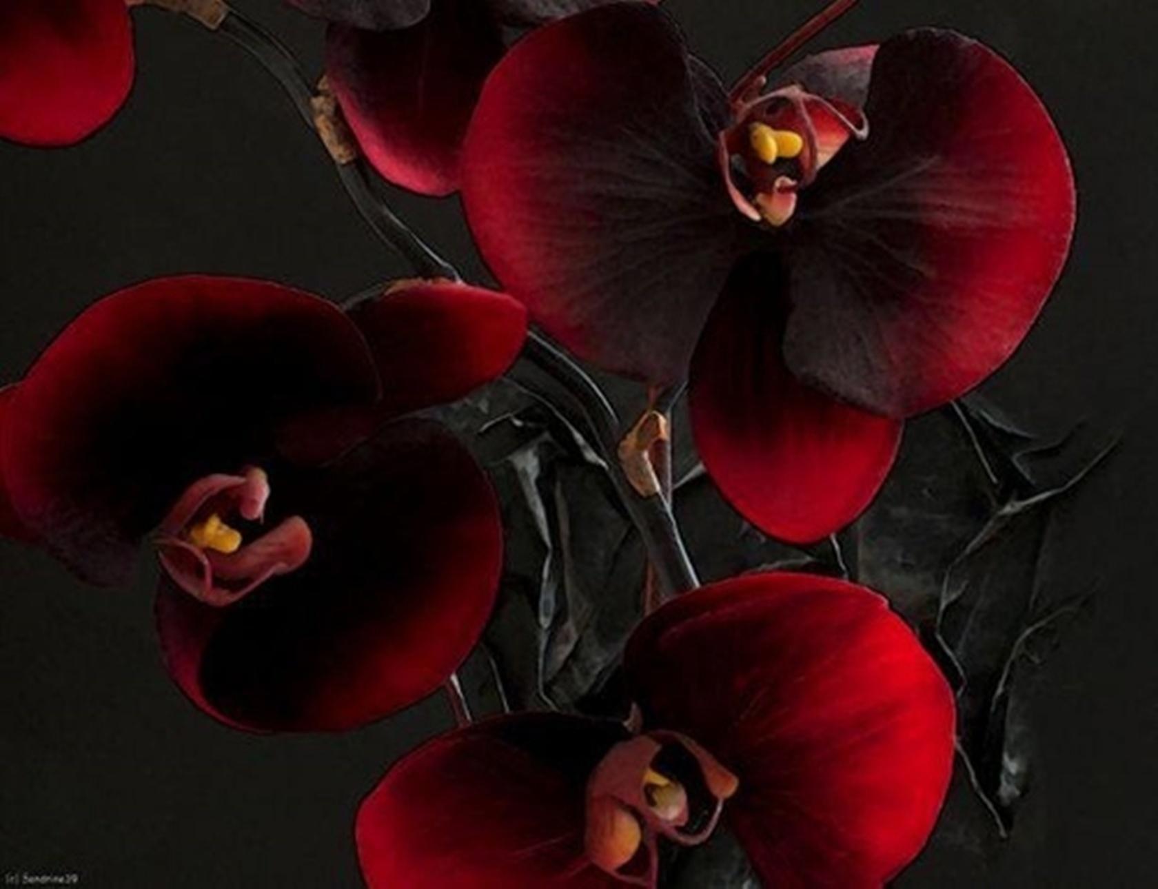 burgundy orchid HD desktop wallpaper, Widescreen, High Definition