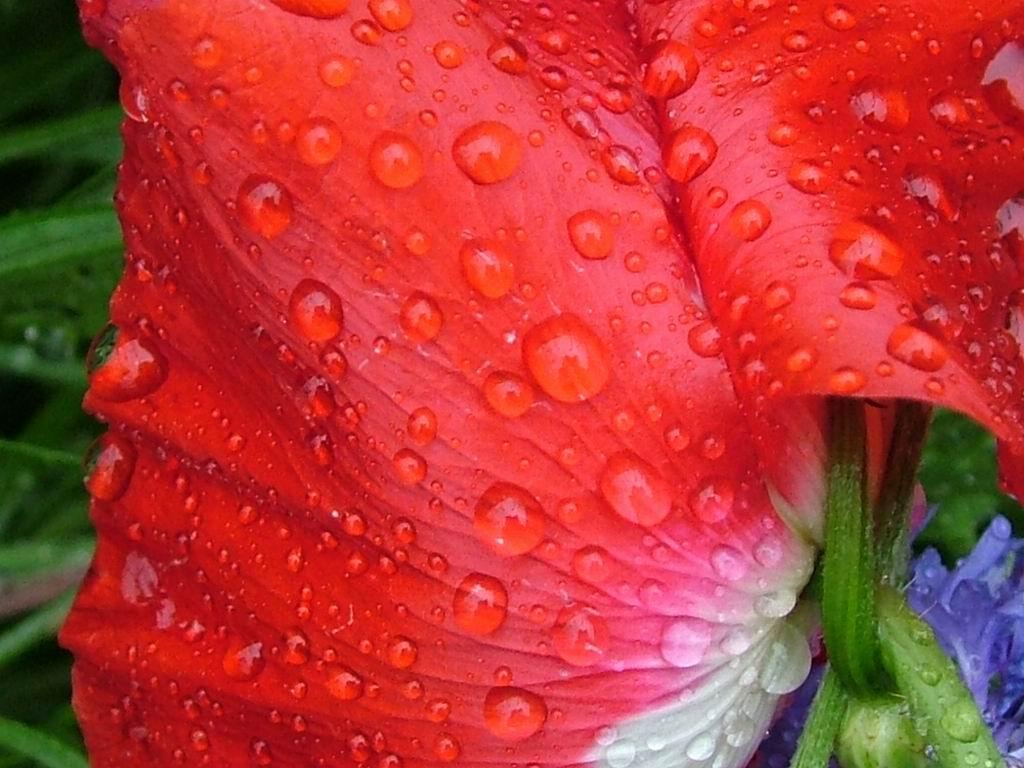 Wet Flowers after rain screensaver and wallpaper manager. Download