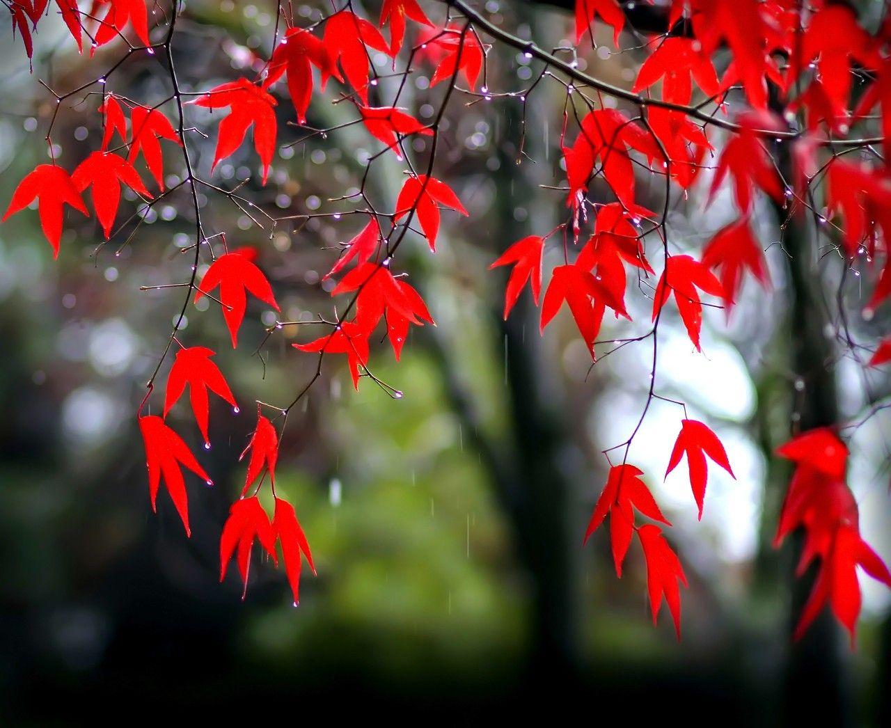 Misc: Autumn January Red Nature Fall Rain Drops Beautiful Leaf