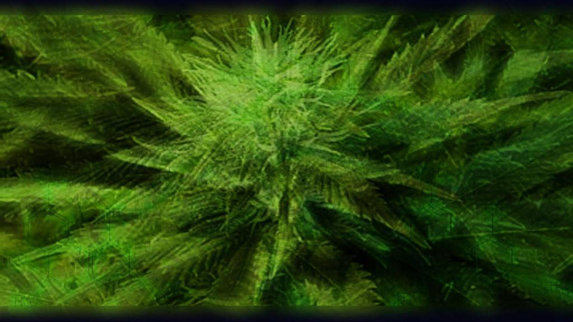 Cannabis Wallpapers 1920x1080 - Wallpaper Cave