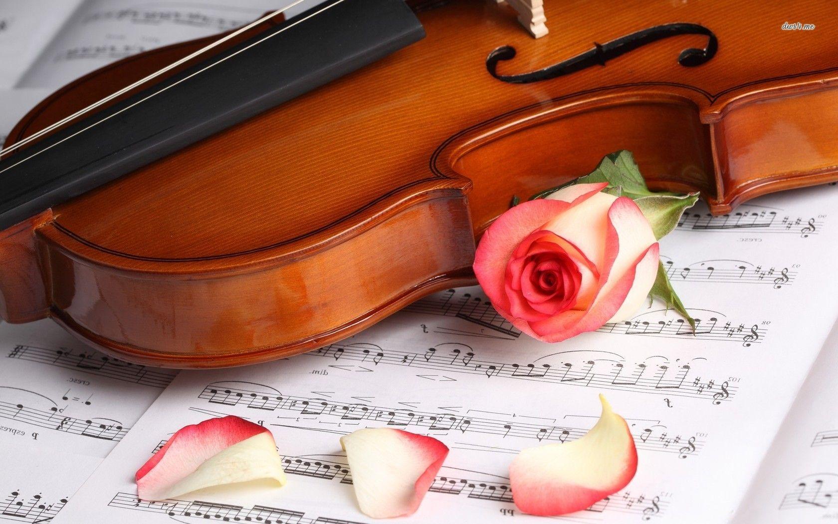 Flowers Beautiful Nature Violin Pink Rose Love Flower Sheet