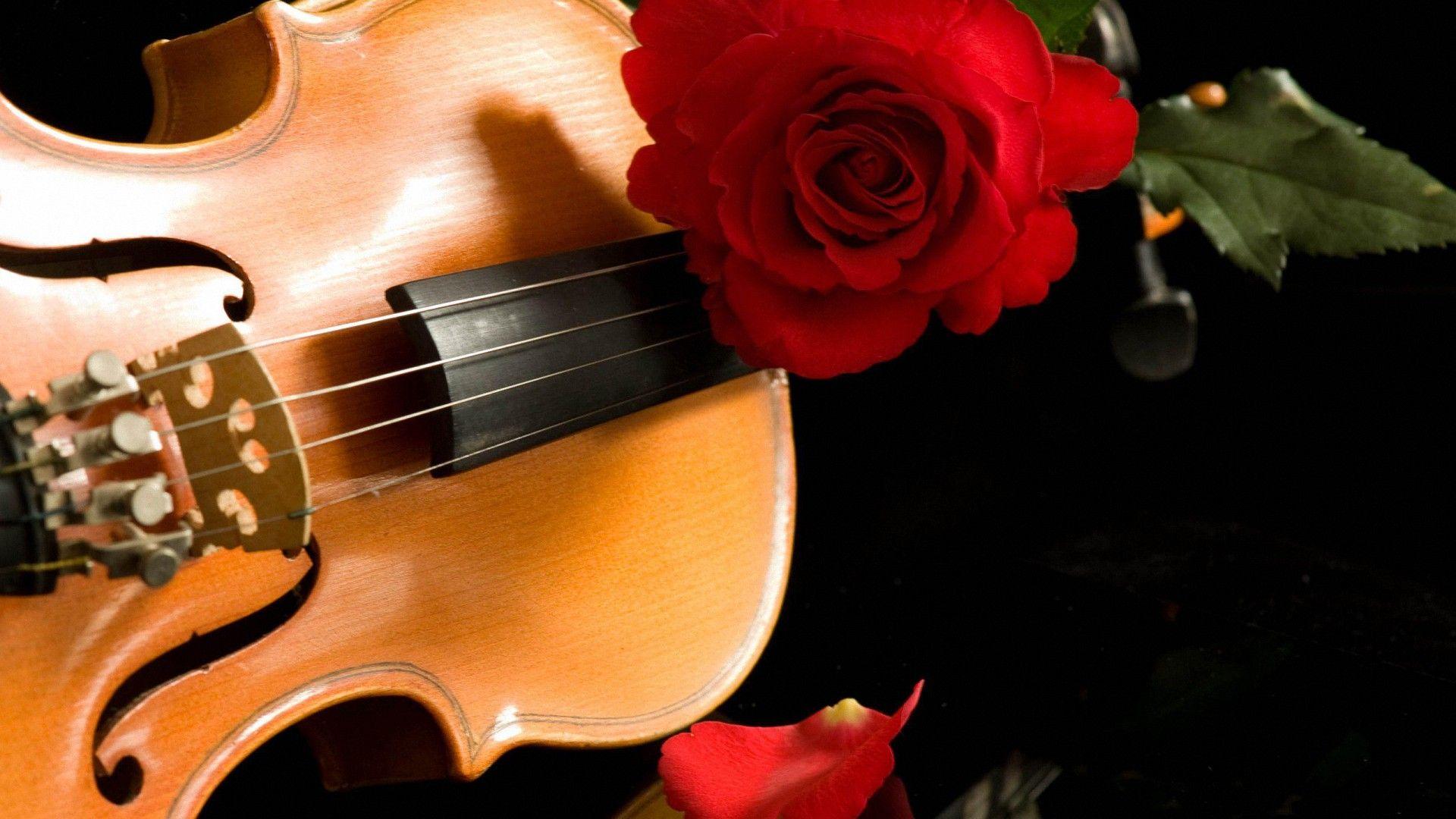 Beautiful Violin Rose 1080P full HD Wallpaper