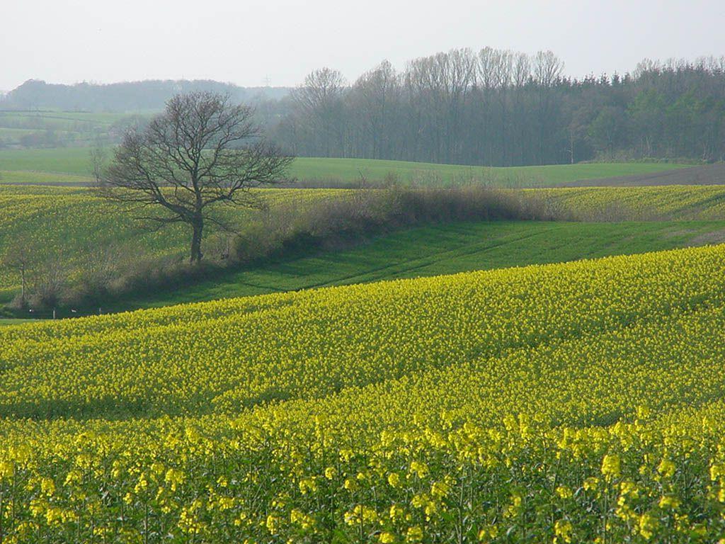 Semangat Itu Harus Tetap Ada. Kerinduanku akan keceriaan kampung
