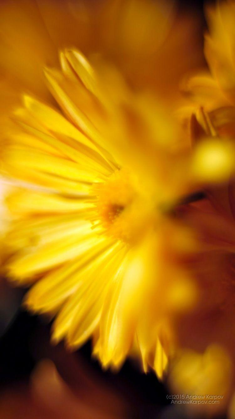 iPhone 6 Kertas dinding sifat. IPhone 6 desktop Denda 790417