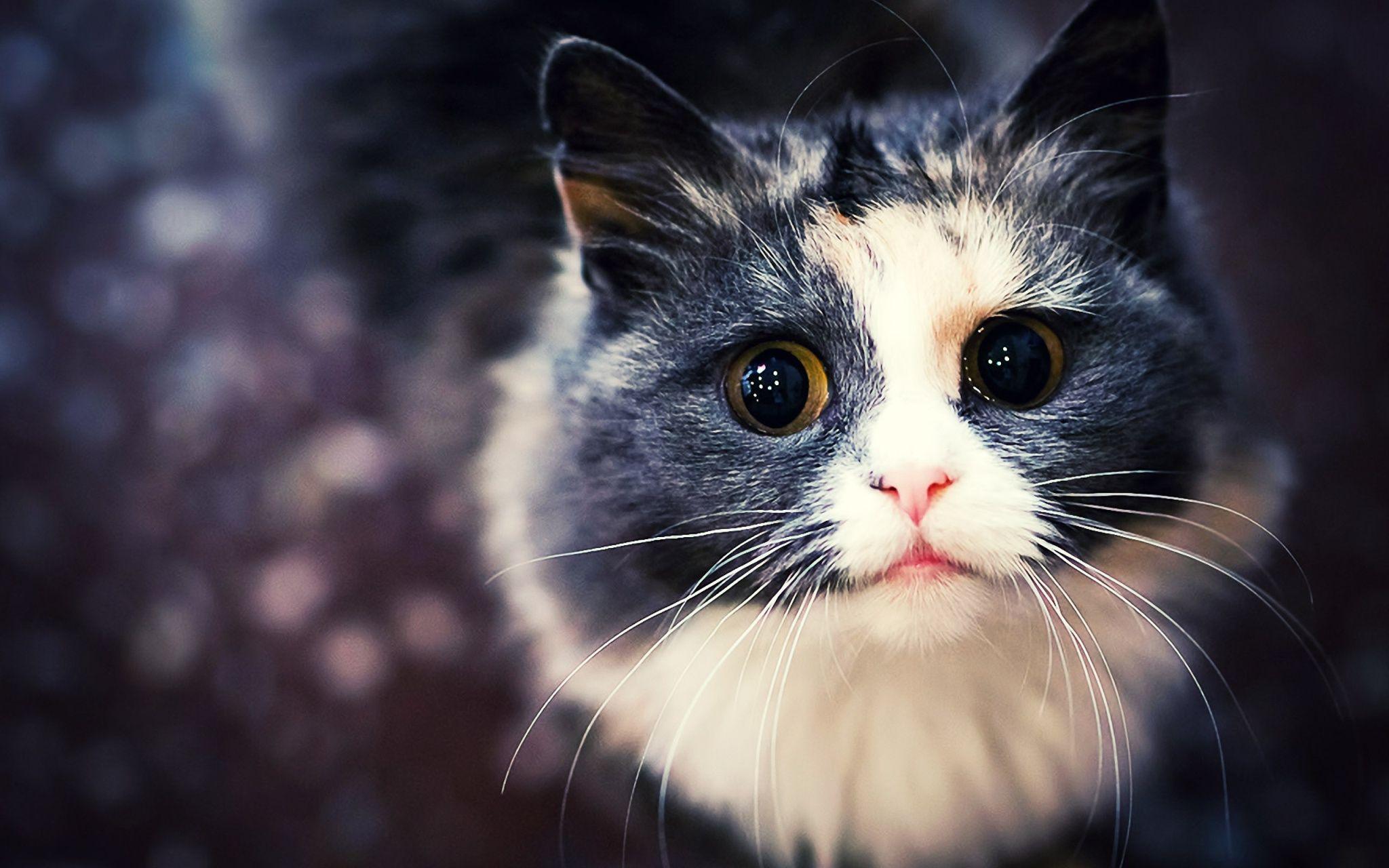Download HD cat wallpaper tumblr