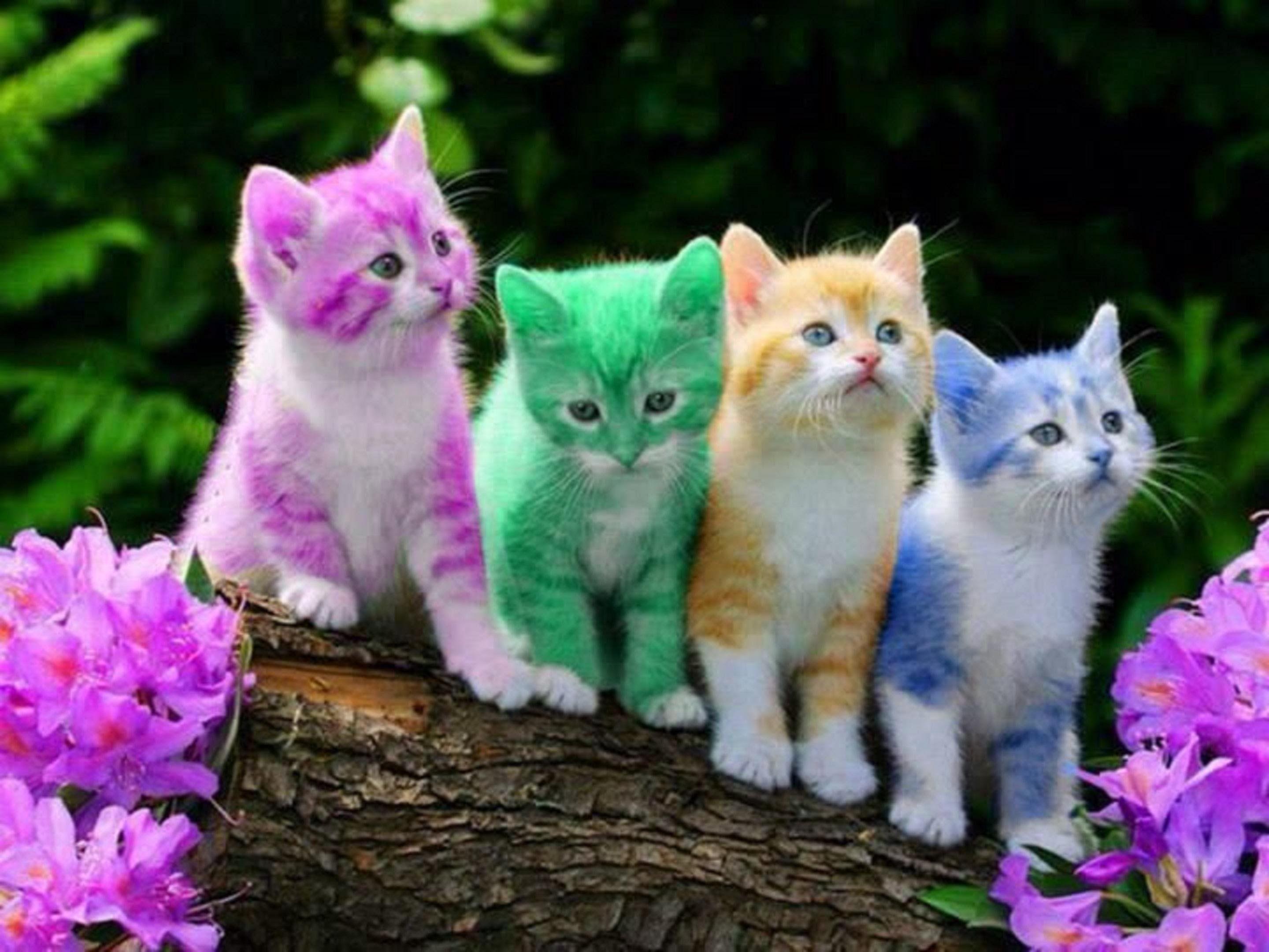 Cats Wallpaper Rainbow KIttens