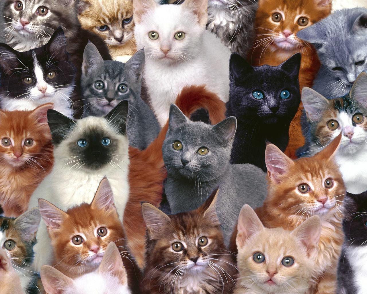 Family Cats Wallpaper For Desktop Wallpaper. High Resolution