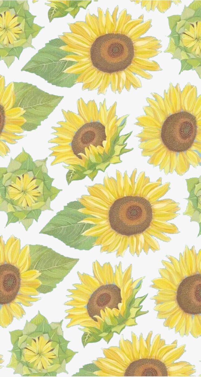 Sunflower Wallpaper, Sunflower, Yellow, Wallpaper PNG Image
