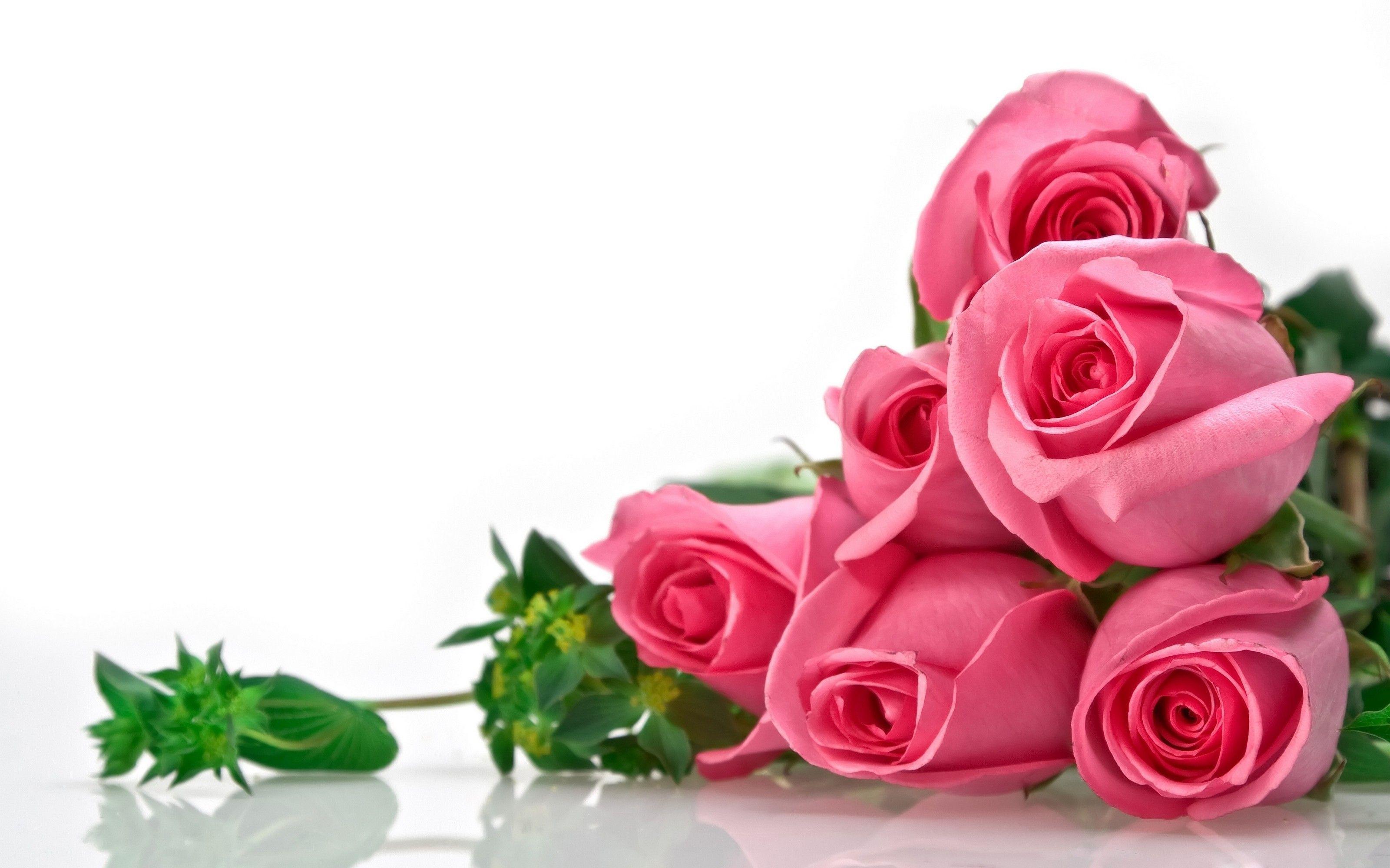 Best HD Flower Background Wallpaper Desktop About Red Rose