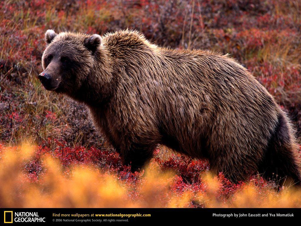 Grizzly Bear Picture, Grizzly Bear Desktop Wallpaper, Free