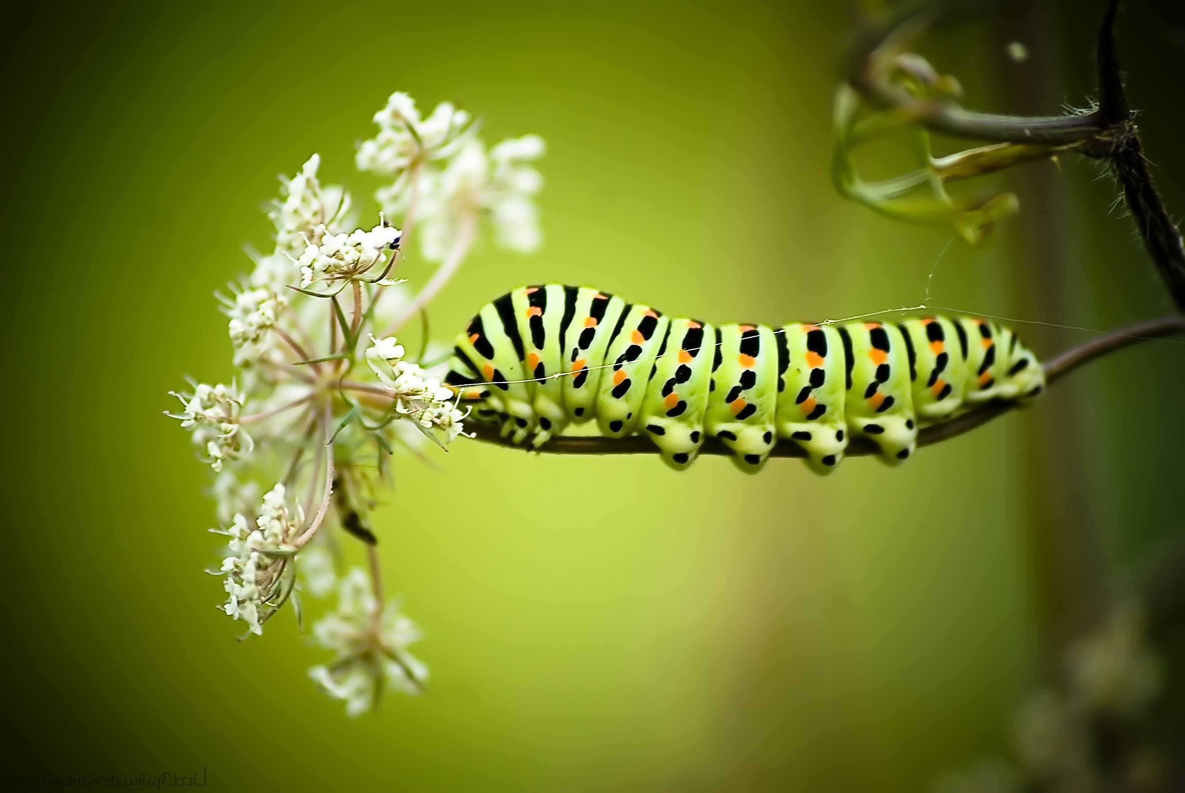 Caterpillar Full HD Wallpapers - Wallpaper Cave