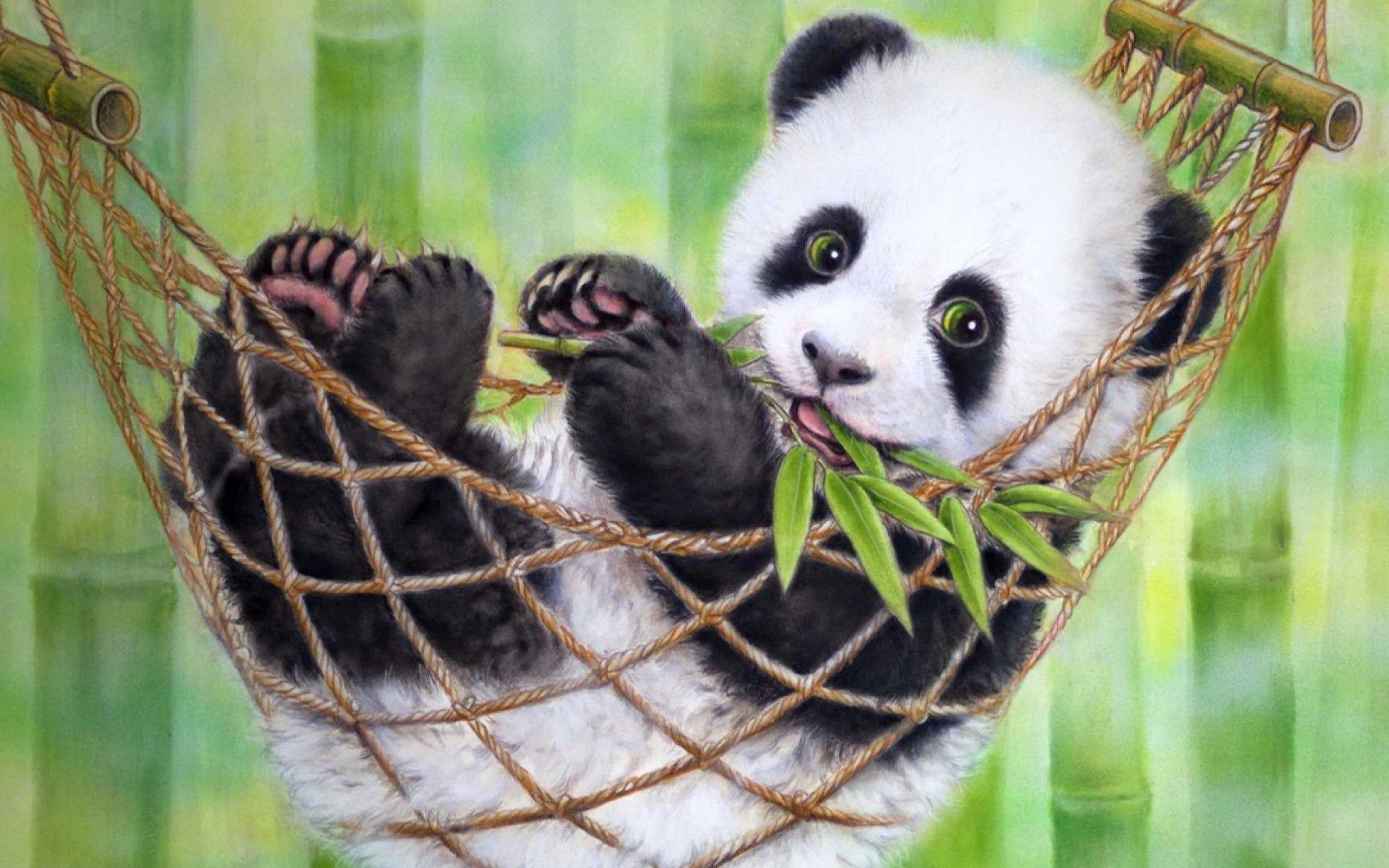 Cute Panda Wallpaper HD Pics Of Desktop Qimplink 1080p