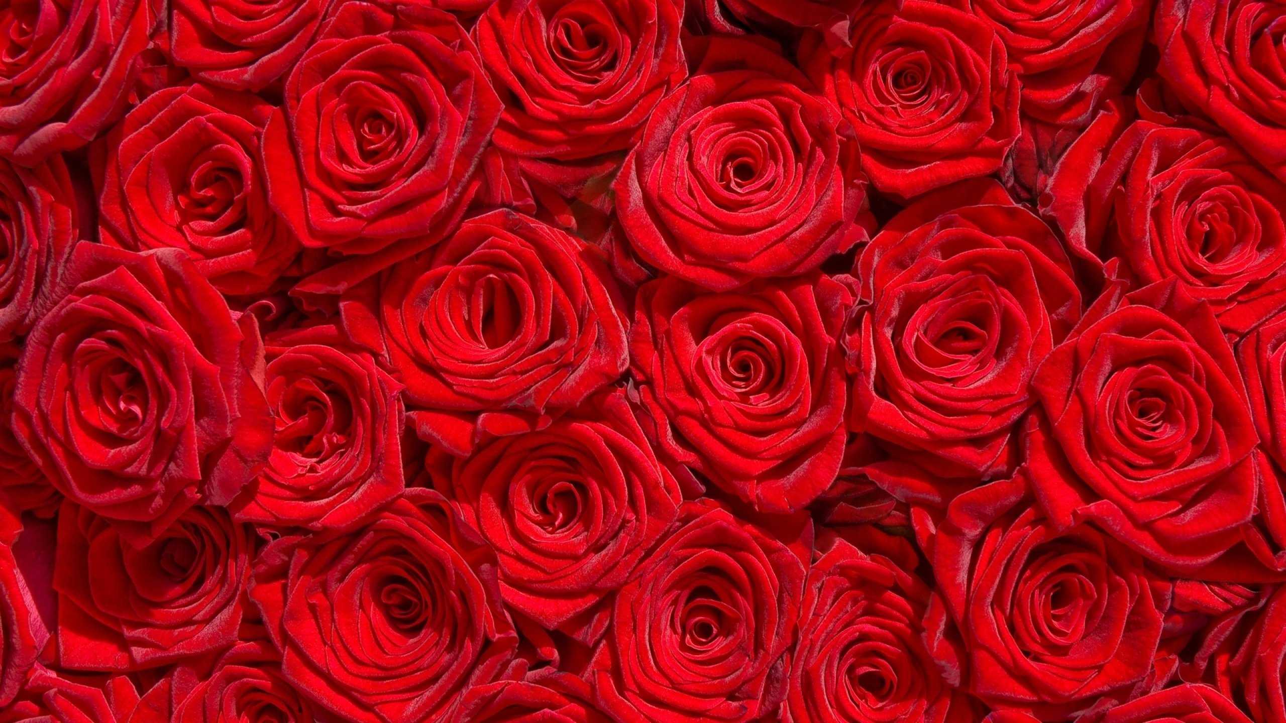 Red Rose Garden Wallpaper HD Image Full Flowers Flower Roses Bokeh