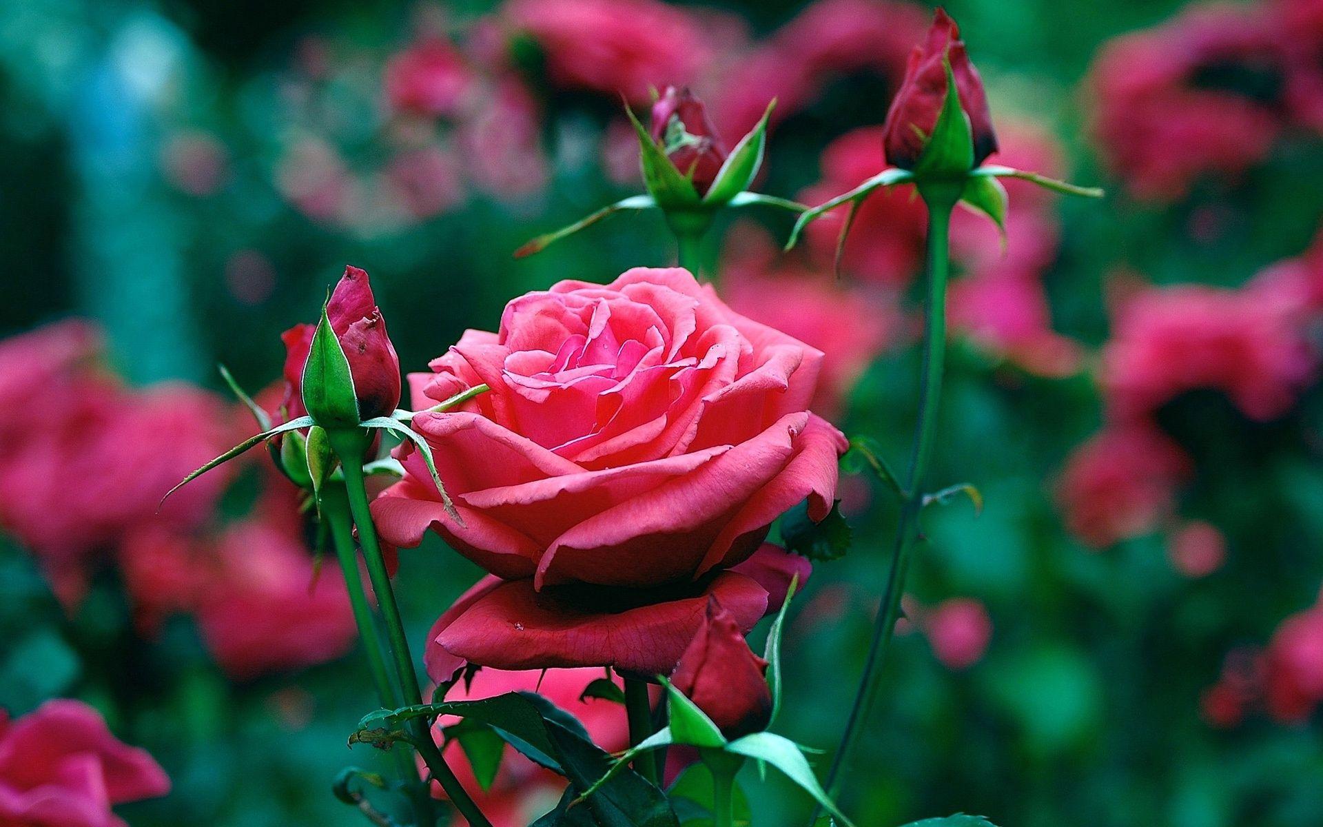 Red Rose Garden Best Flowers And Desktop In HD Pics Of Mobile Phones