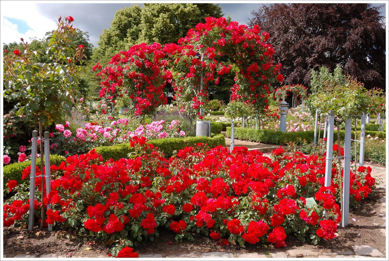 red rose garden ideas