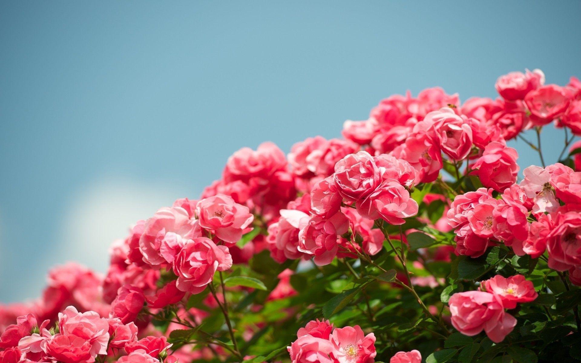 Garden flowers, beautiful red rose wallpaper. flowers. Wallpaper