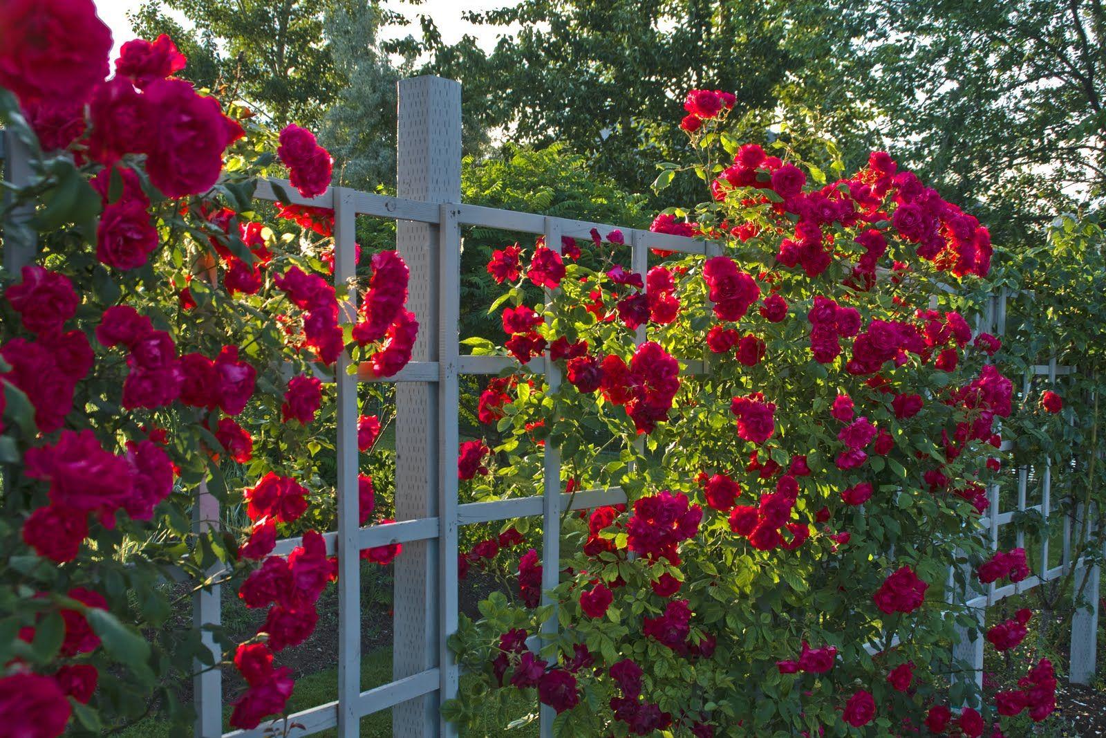 Red Roses on Trellis Wallpaper and Background Imagex1067