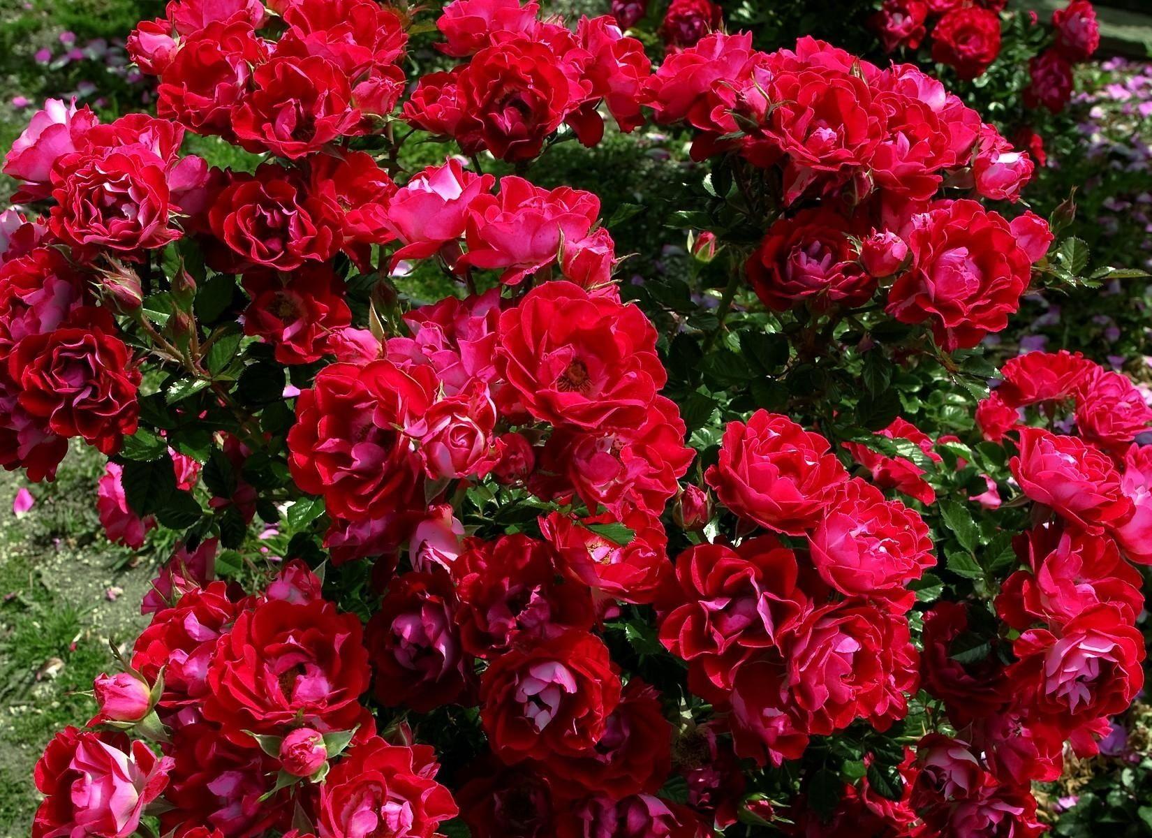 Garden Of Rose Flower