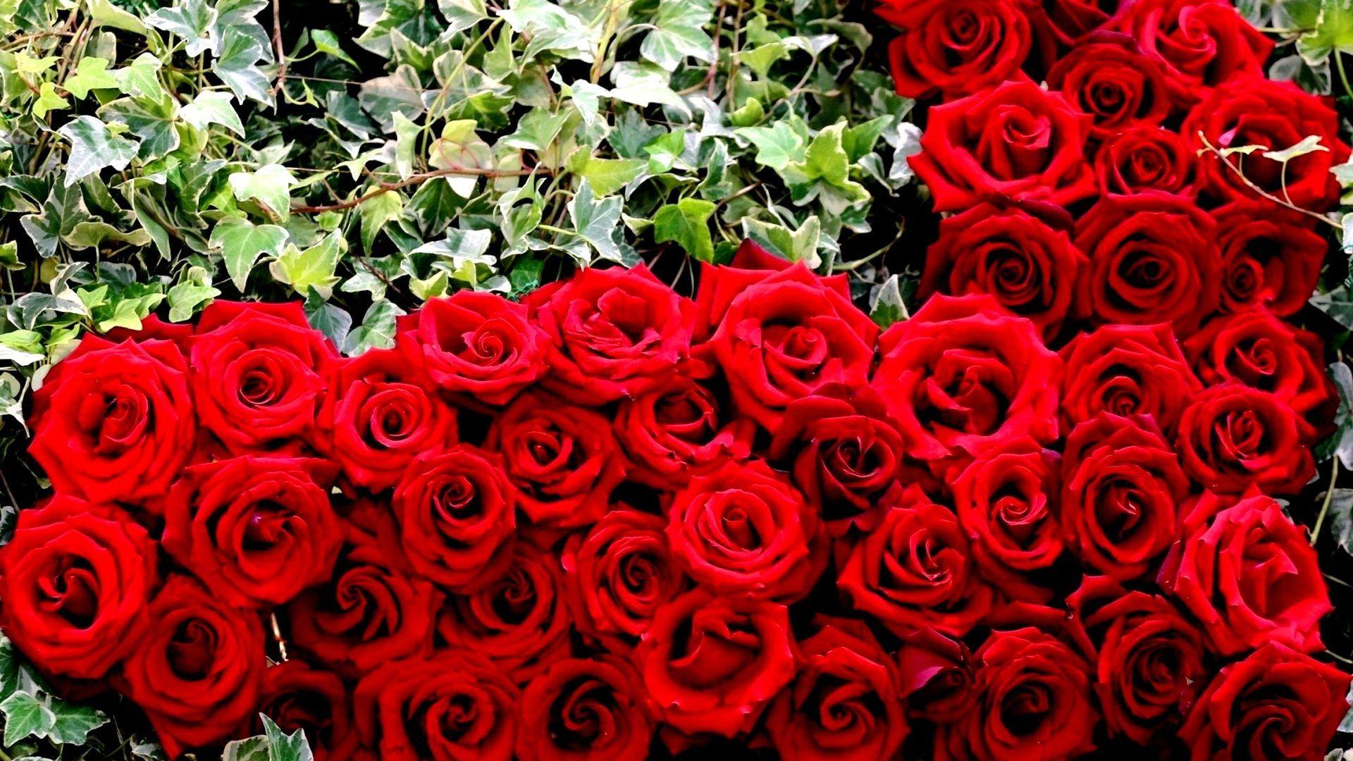 BB0000 Color wallpaper: Flower Rose Beauty Red Computer Wallpaper