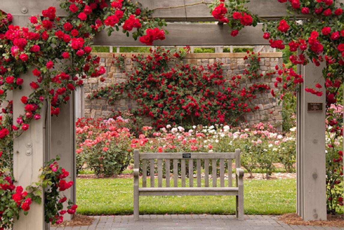 Beautiful Rose Garden Plus Image Picture Wallpaper Savwi.com