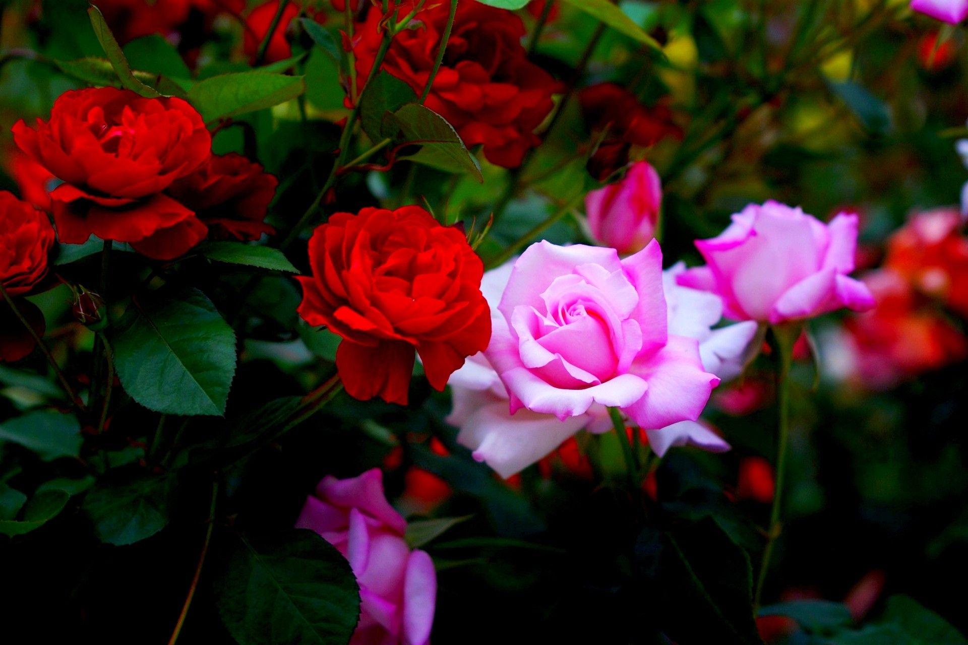 Flowers: ROSE GARDEN Pink Roses Nature Red Full HD 1080p Background