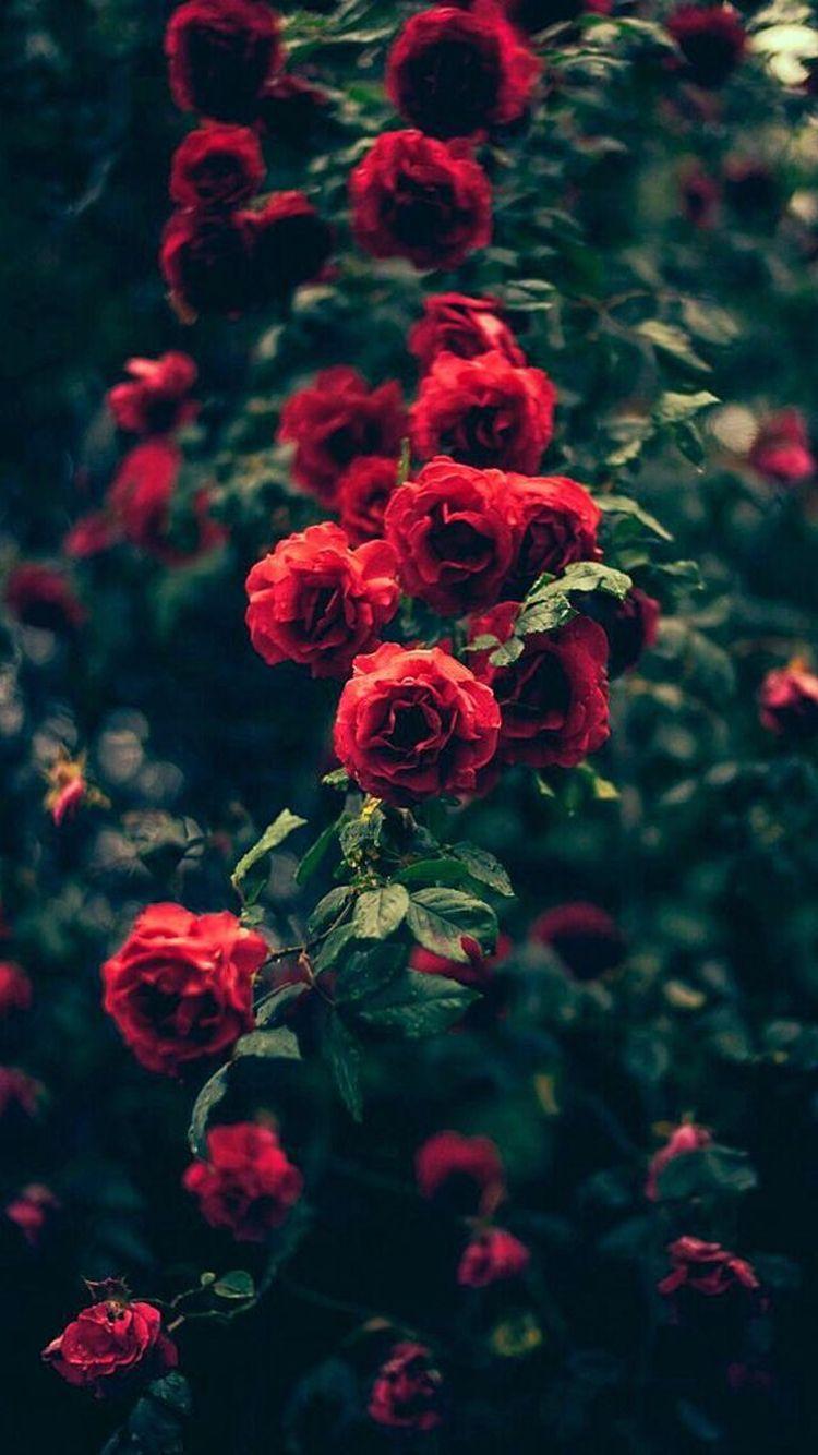 Beautiful Garden Red Roses Flowers iPhone 6 Wallpaper. iPhone