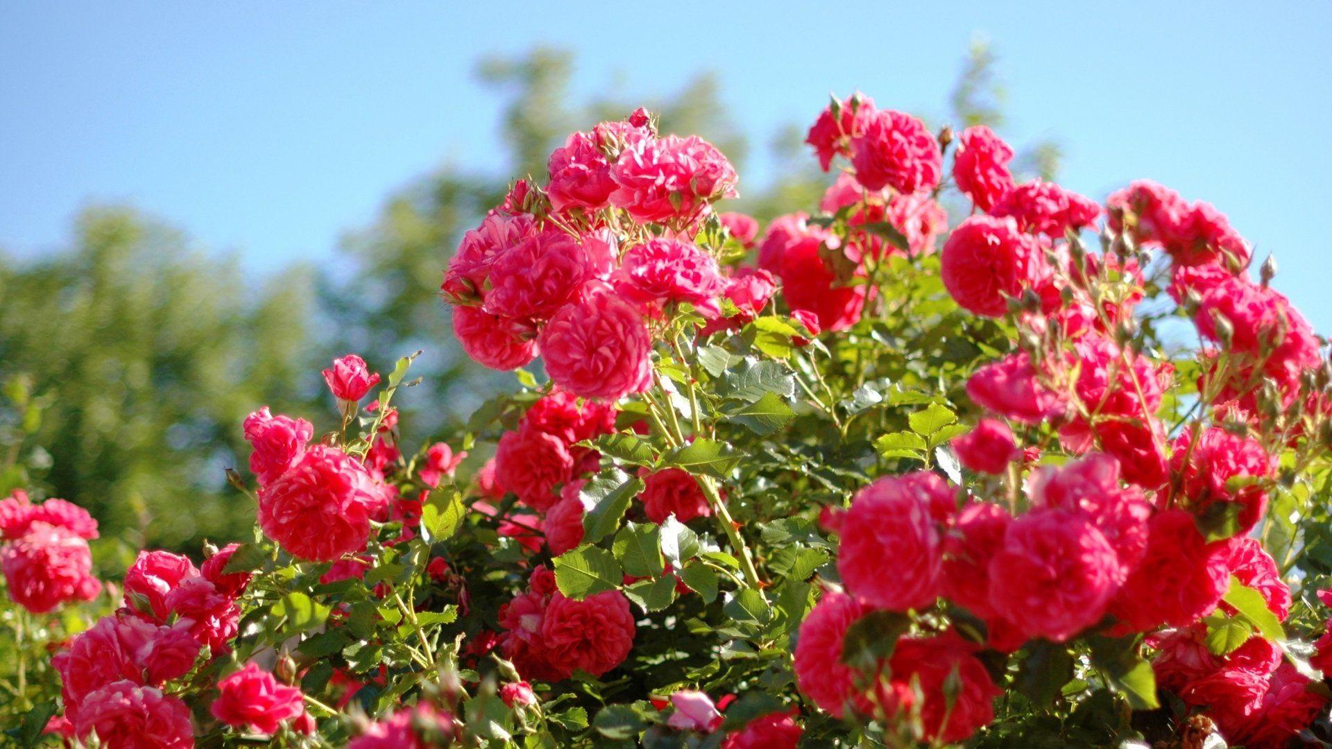 Red Rose Flower Garden
