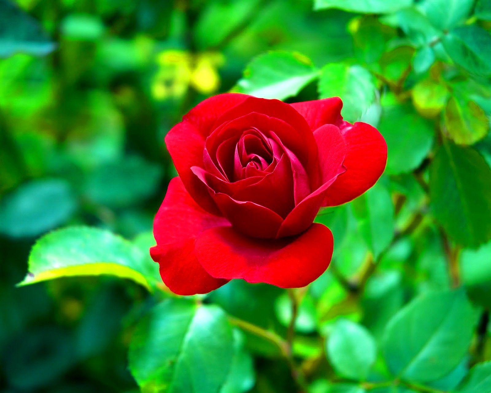 Flower Queen Red Rose Leaves Garden Wallpaper For Mobile Flower HD