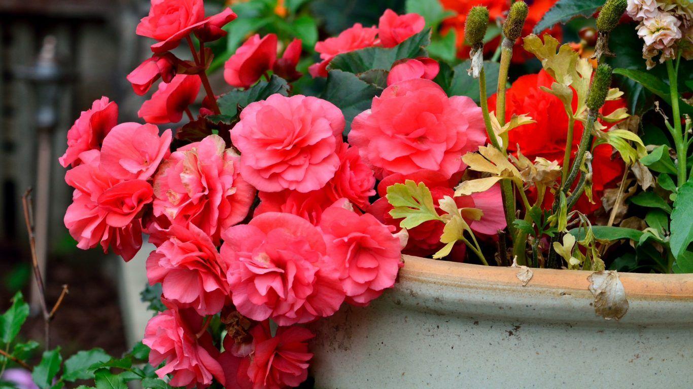 Flowers: Red Nature Roses Beautiful Rose Basket Flower Garden
