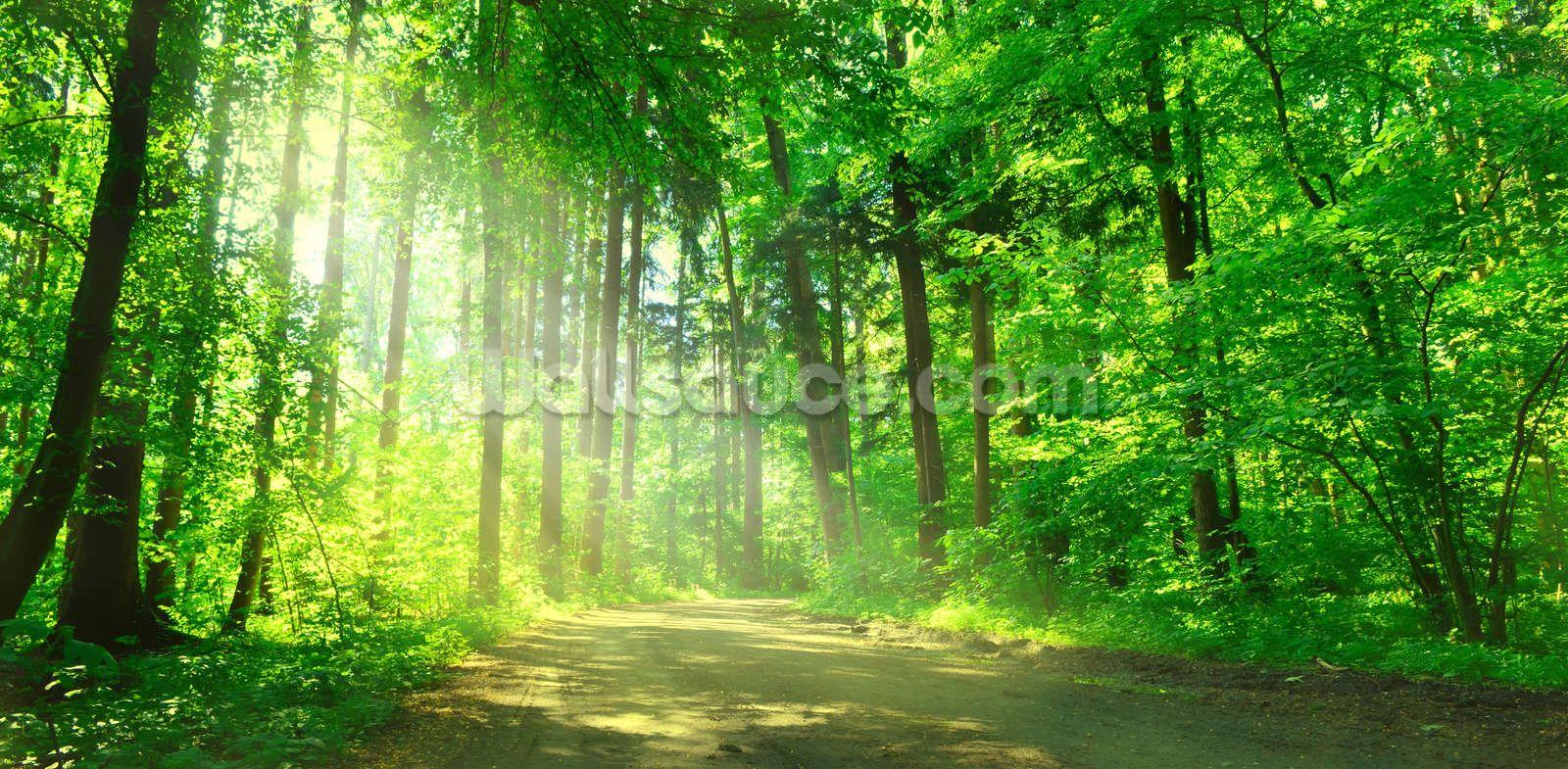Forest Path in Sunshine Wallpaper Wall Mural