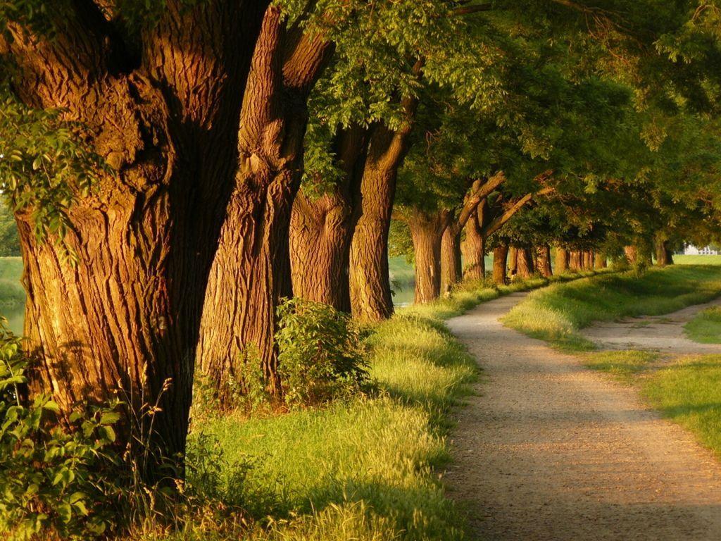 Path by the streem. Nature tree, Beautiful nature, Nature