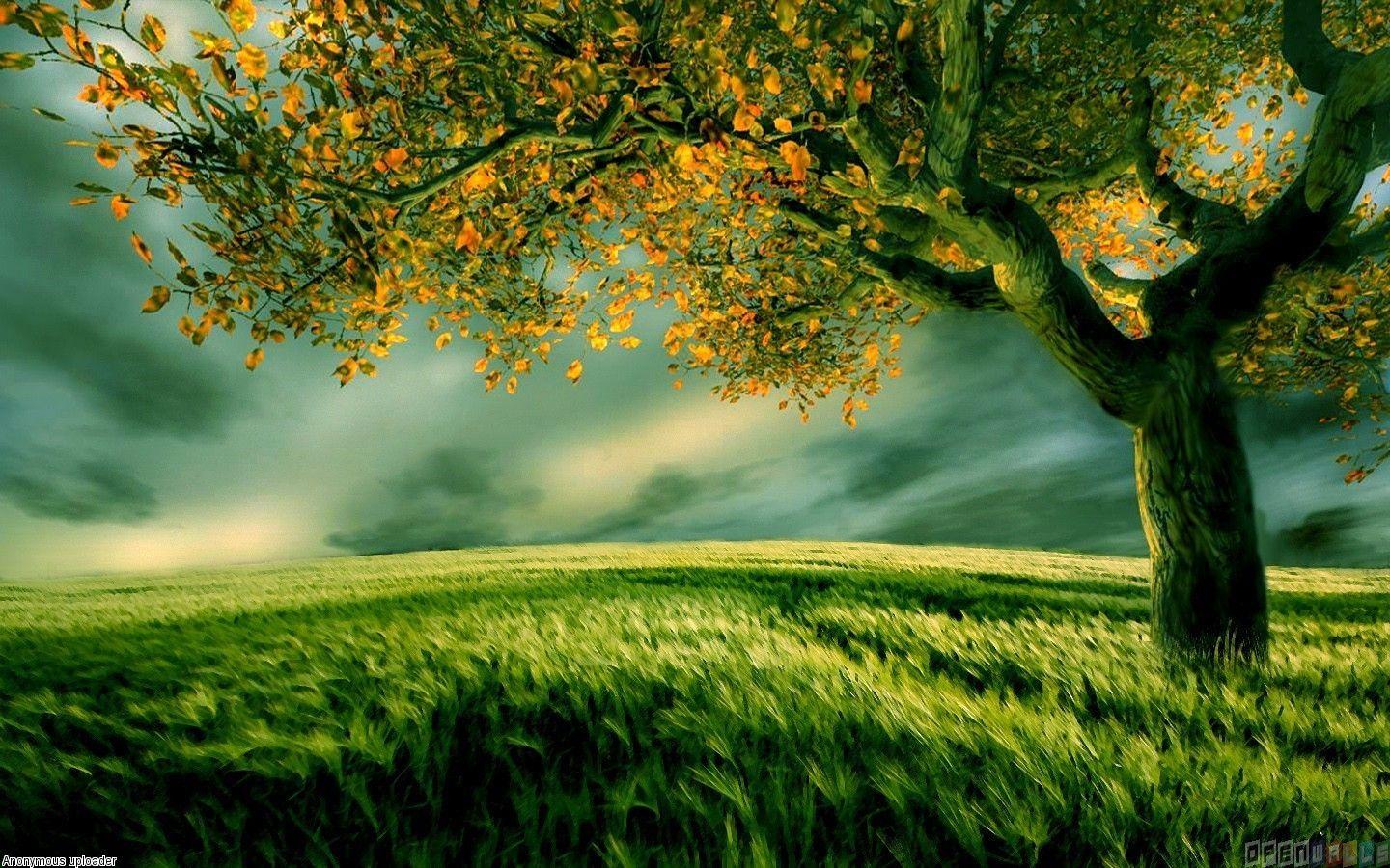 Green Tree Wallpaper, Green Tree Picture. Original High