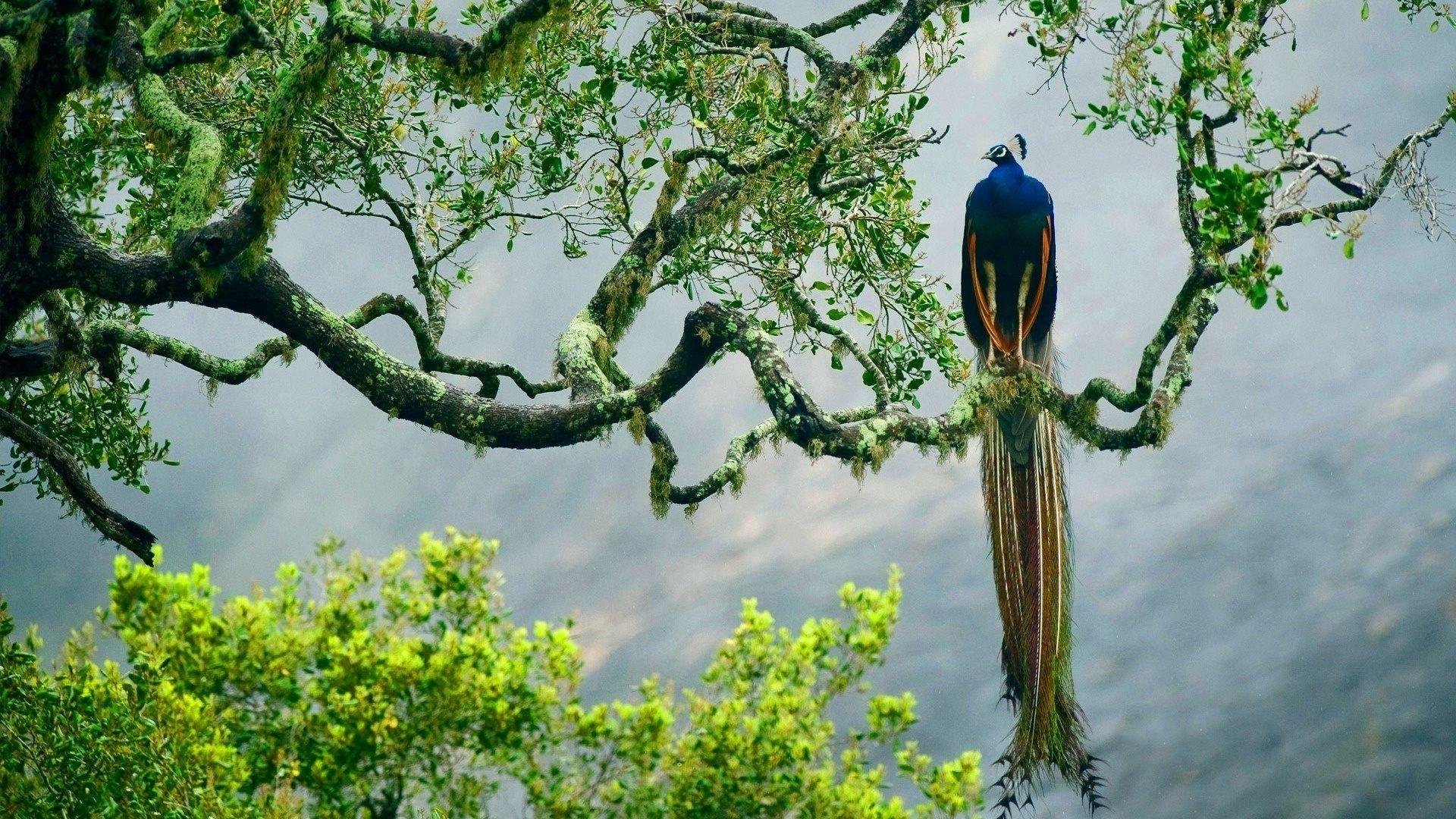Peacock Bird On The Tree Wallpaper