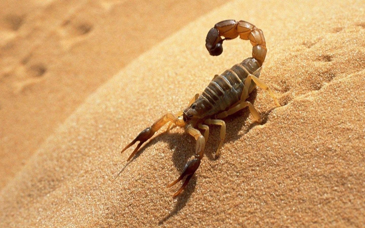 Пустынный Скорпион арт