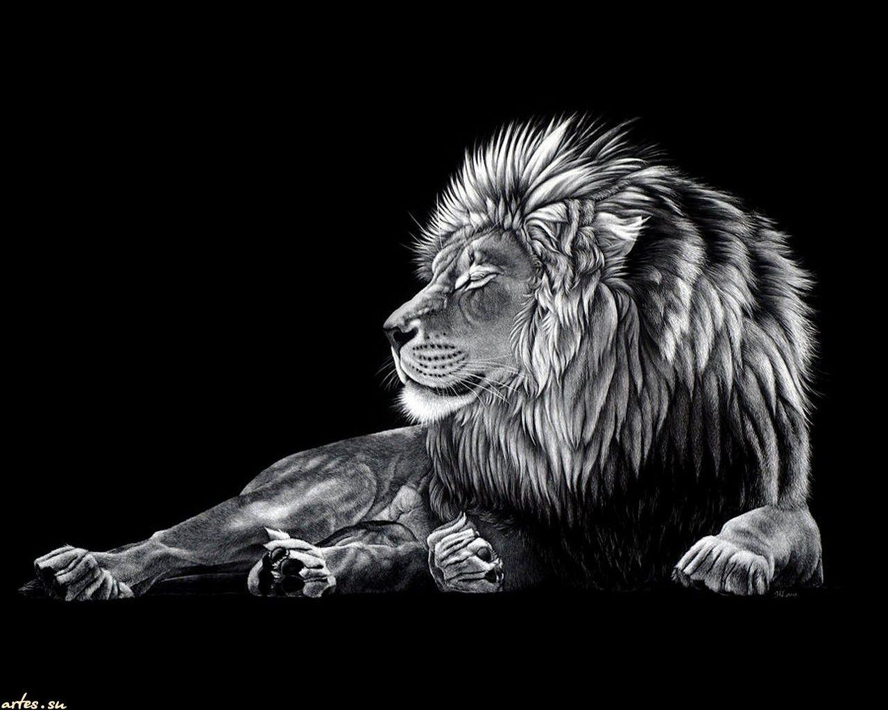 Free Lion Black And White Wallpaper High Quality Resolution « Long